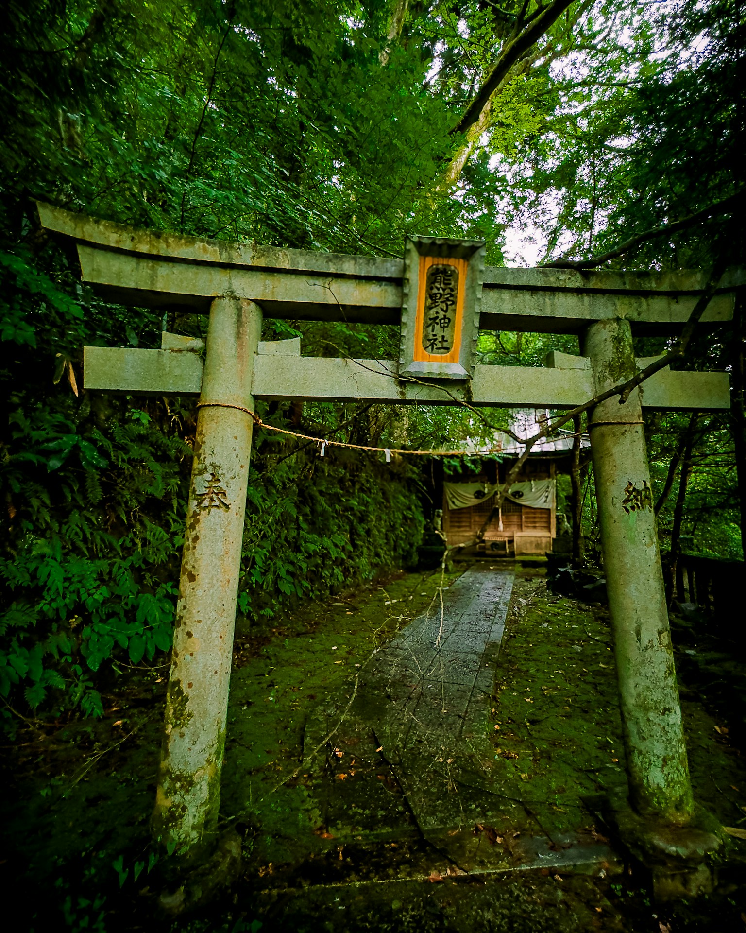 Una foto di un torii circondato da vegetazione che segna l'ingresso di un santuario