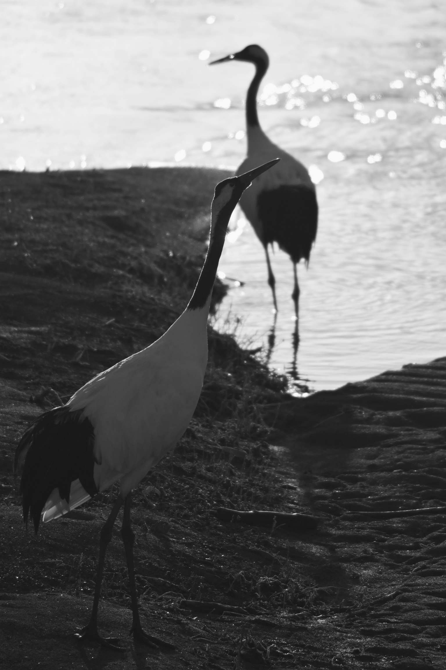 二羽の鶴が水辺で立っているモノクロの画像
