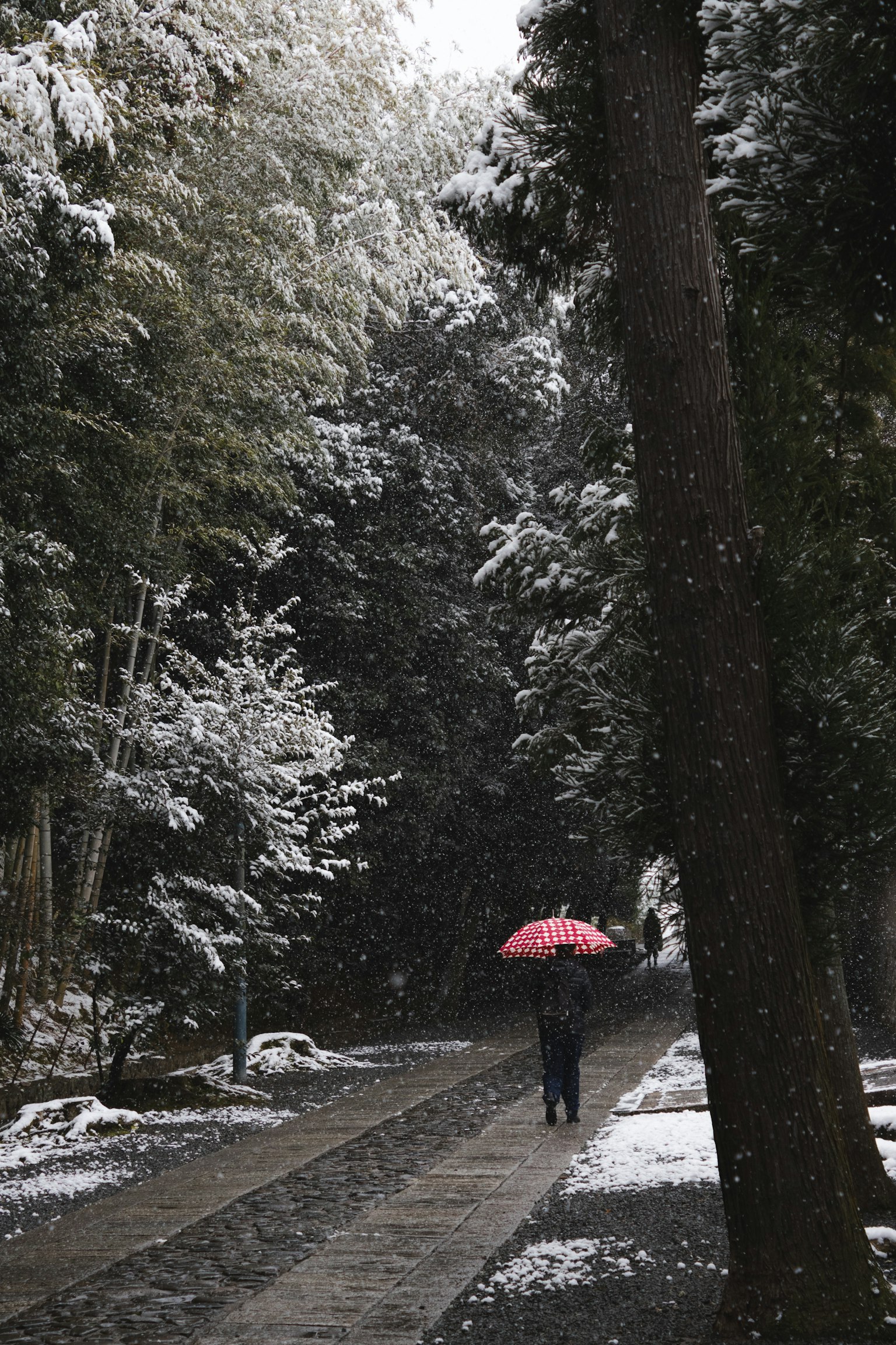 一个人走在雪覆盖的竹林小道上，手里拿着粉色雨伞