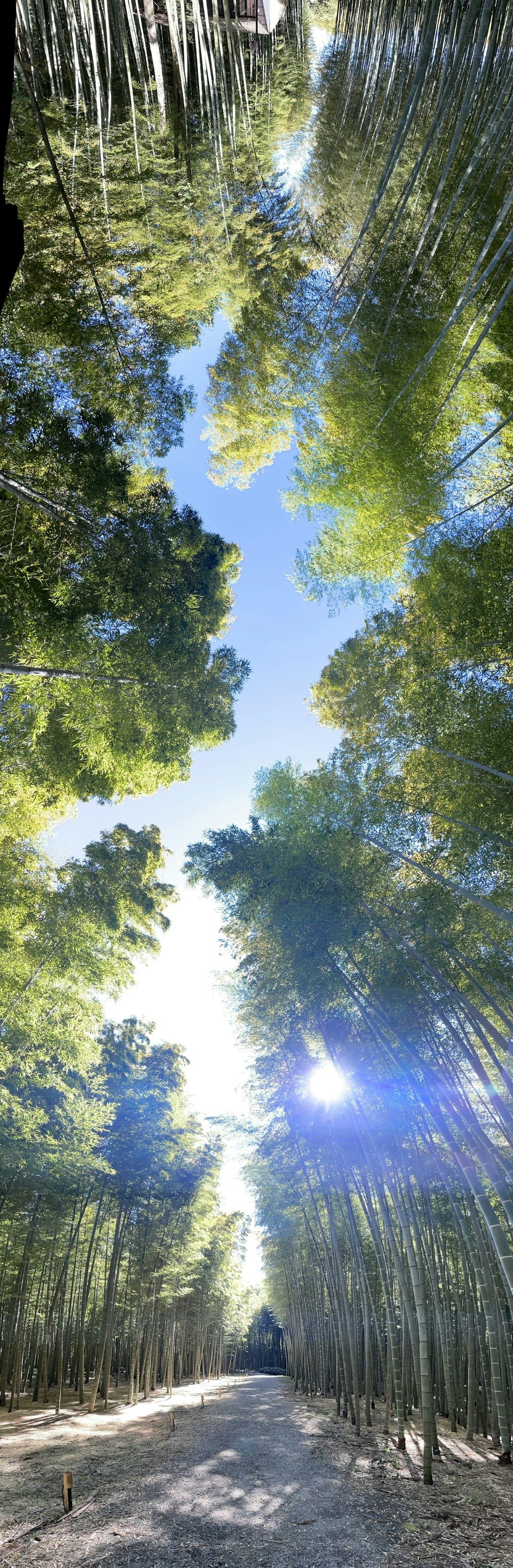 Vue panoramique d'un chemin dans une forêt de bambous et d'un ciel bleu