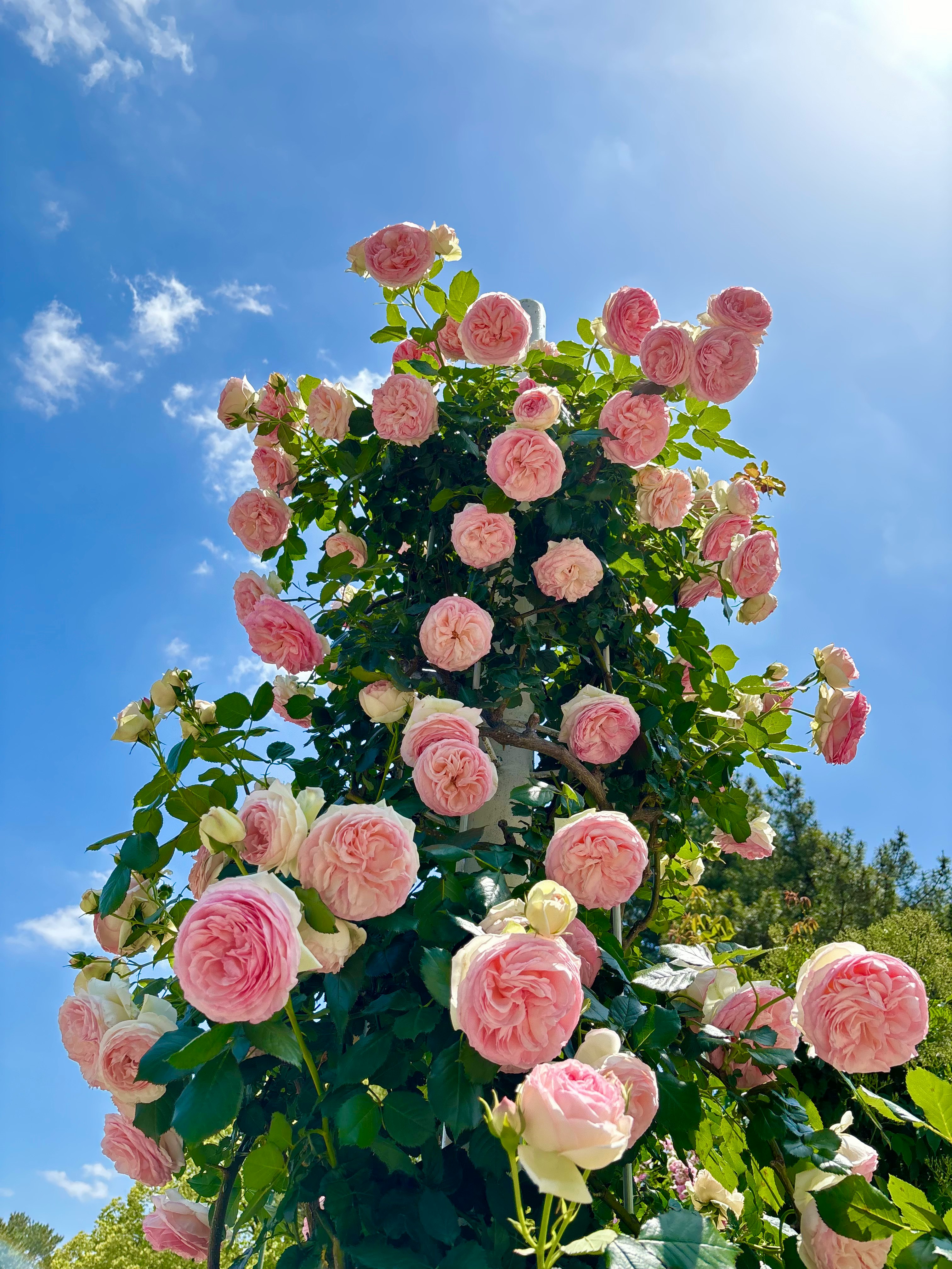青空の下で咲くピンクのバラの花束のような花木