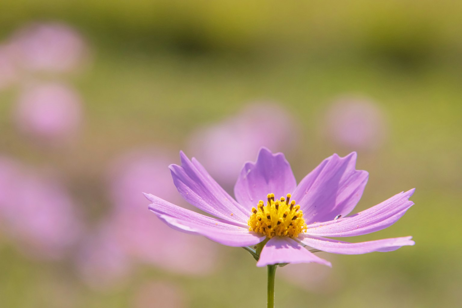 Sebuah bunga ungu pucat yang difokuskan dengan pusat kuning yang menonjol