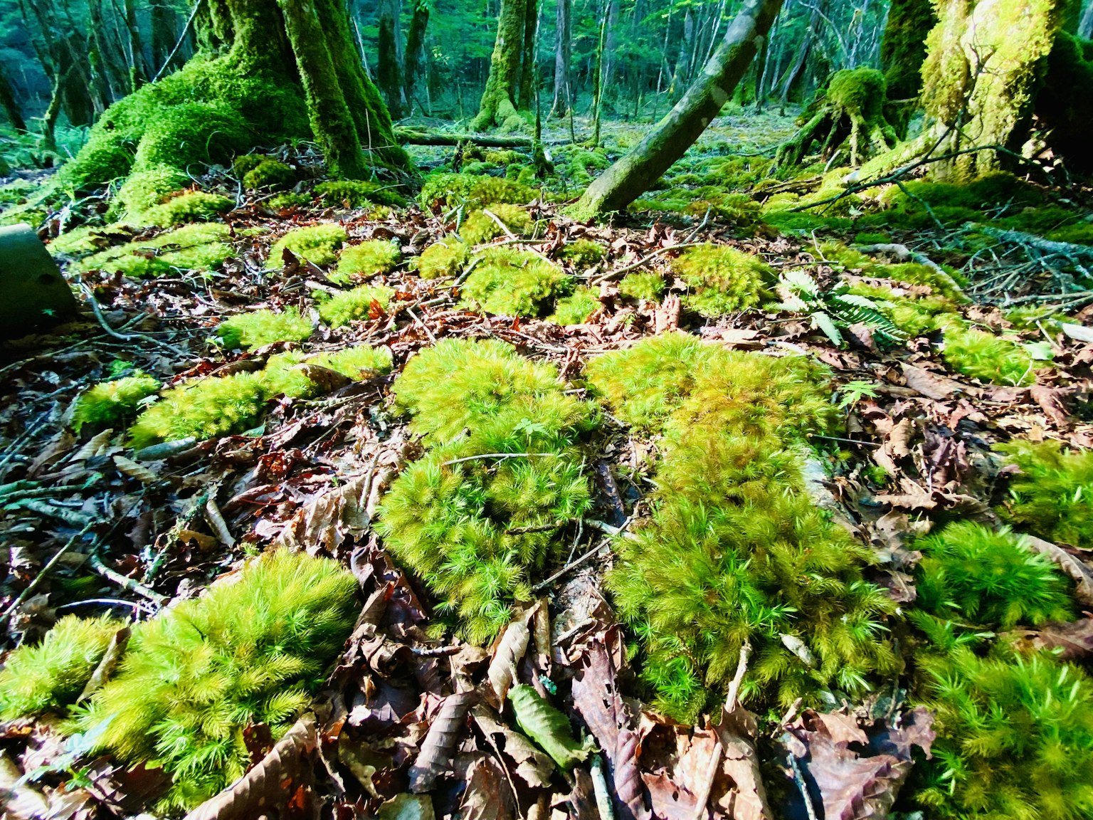 Nahaufnahme des Waldbodens, bedeckt mit grünem Moos