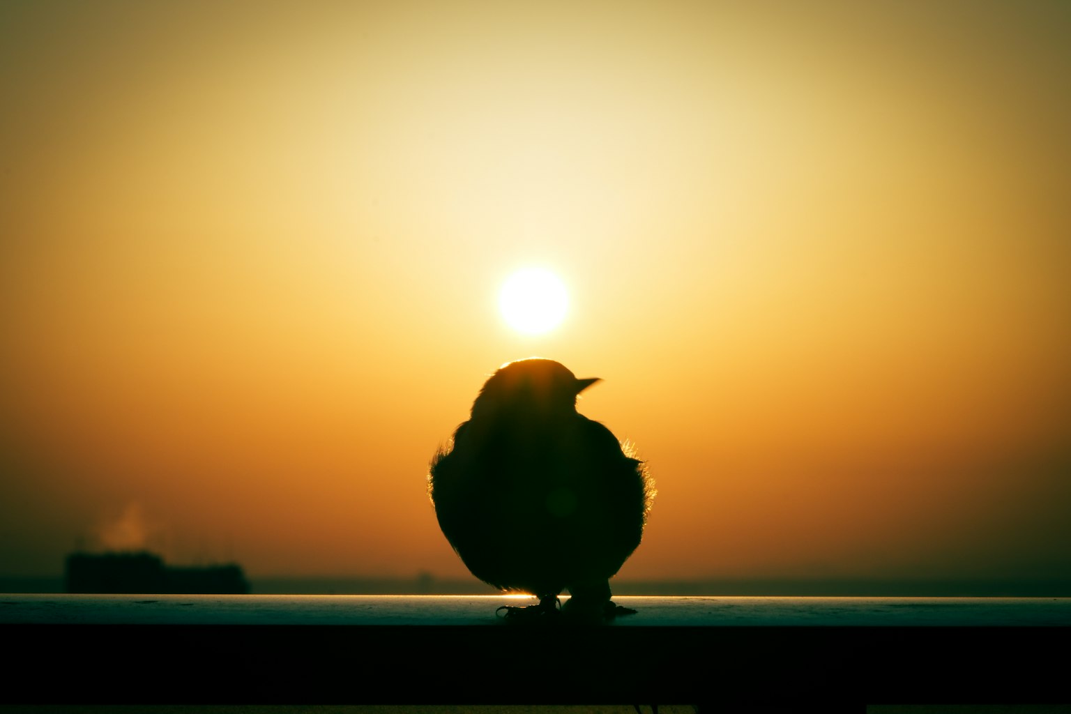 Siluet burung kecil melawan matahari terbenam