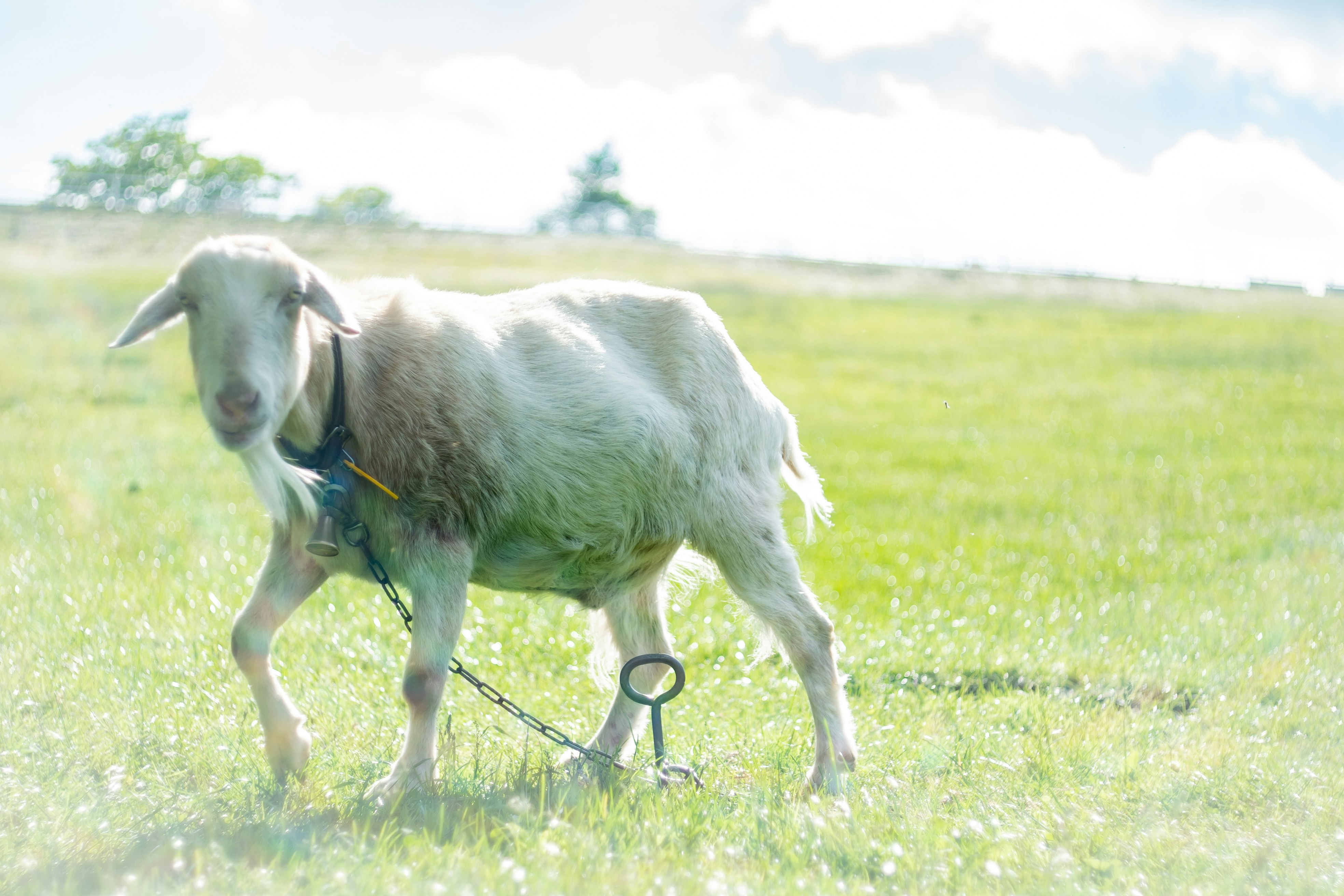 chèvre en laisse dans un champ d’herbe