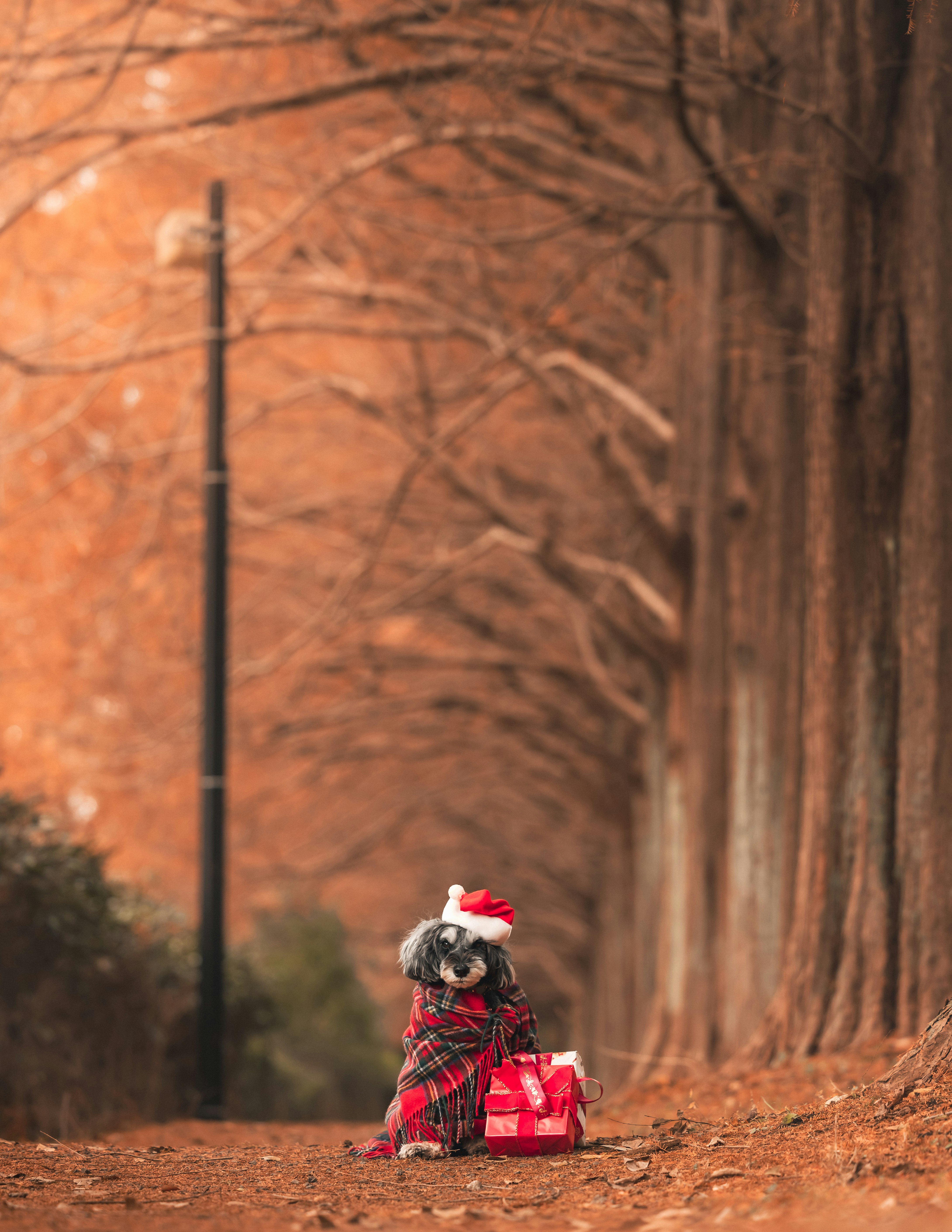 Un perro con sombrero rojo sosteniendo cajas de regalo en un camino con árboles