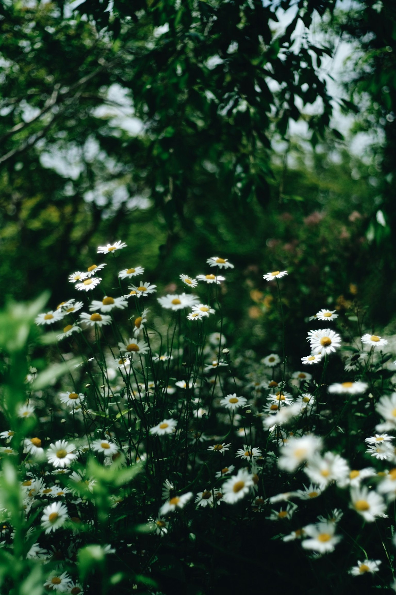 生机勃勃的花园场景，盛开着白花