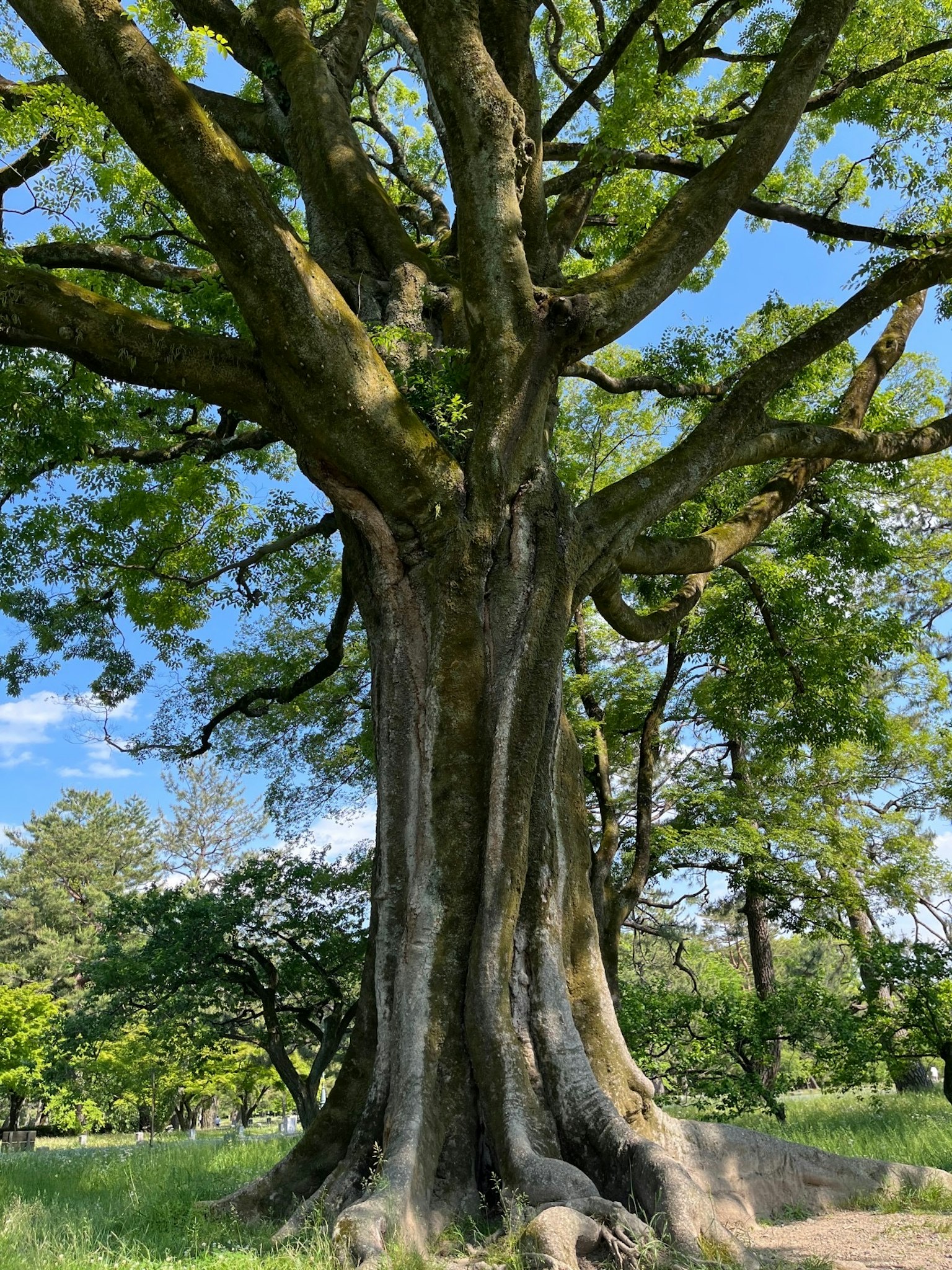 Grande albero con tronco spesso e foglie verdi che si erge in mezzo a una vegetazione lussureggiante
