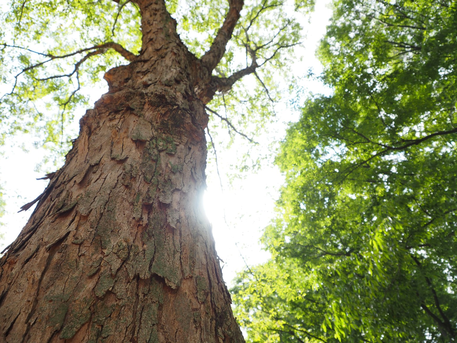 Close-up of a tree trunk with sunlight shining through the leaves
