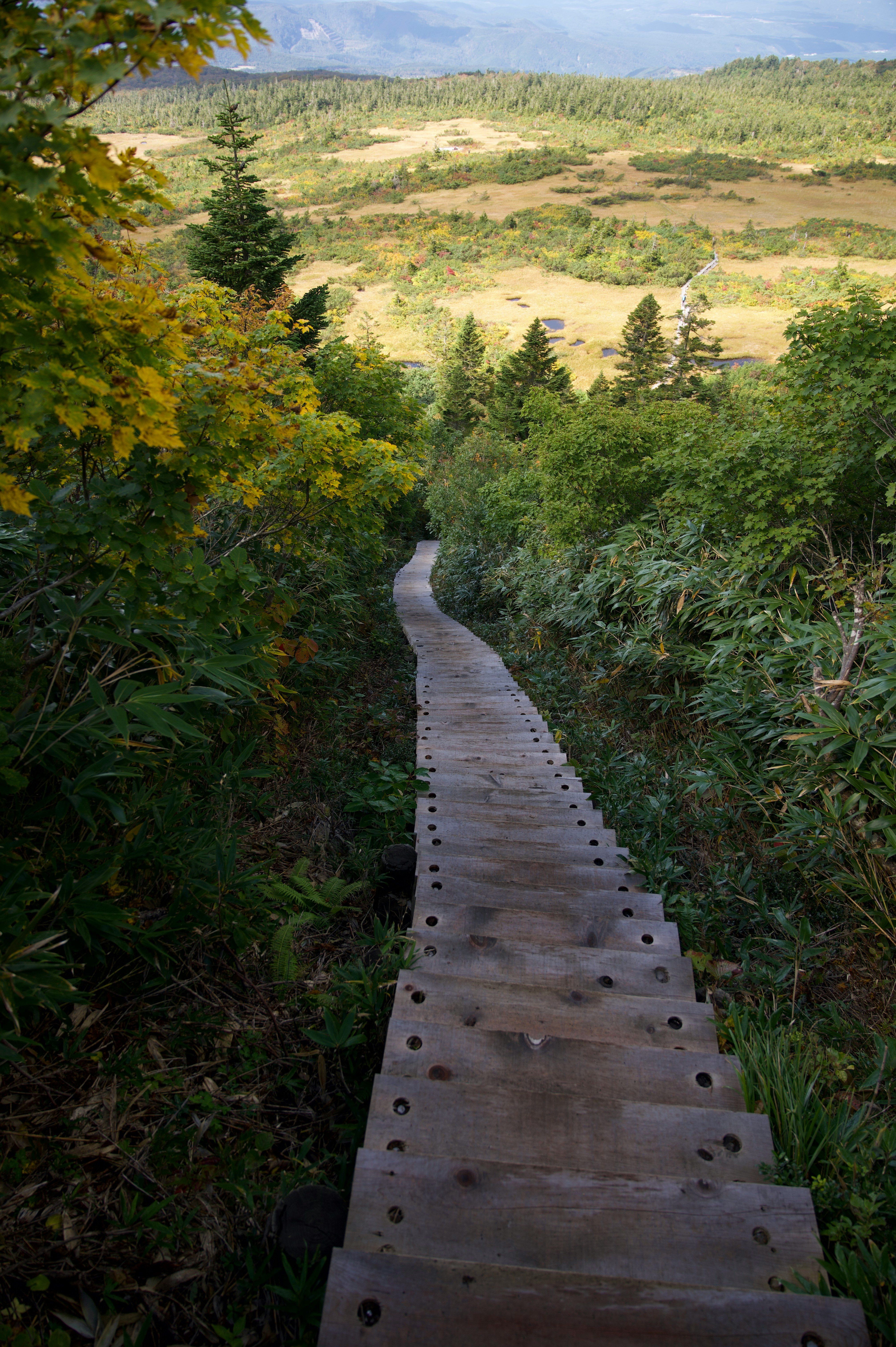 草地と森に続く木道の登山道