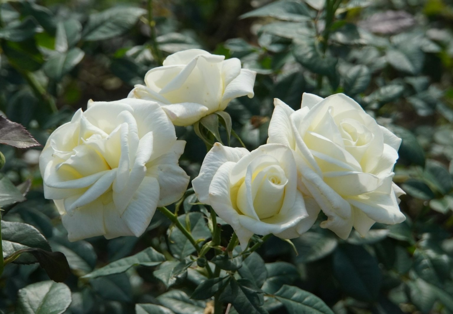 Bild von blühenden weißen Rosen mit grünen Blättern im Hintergrund
