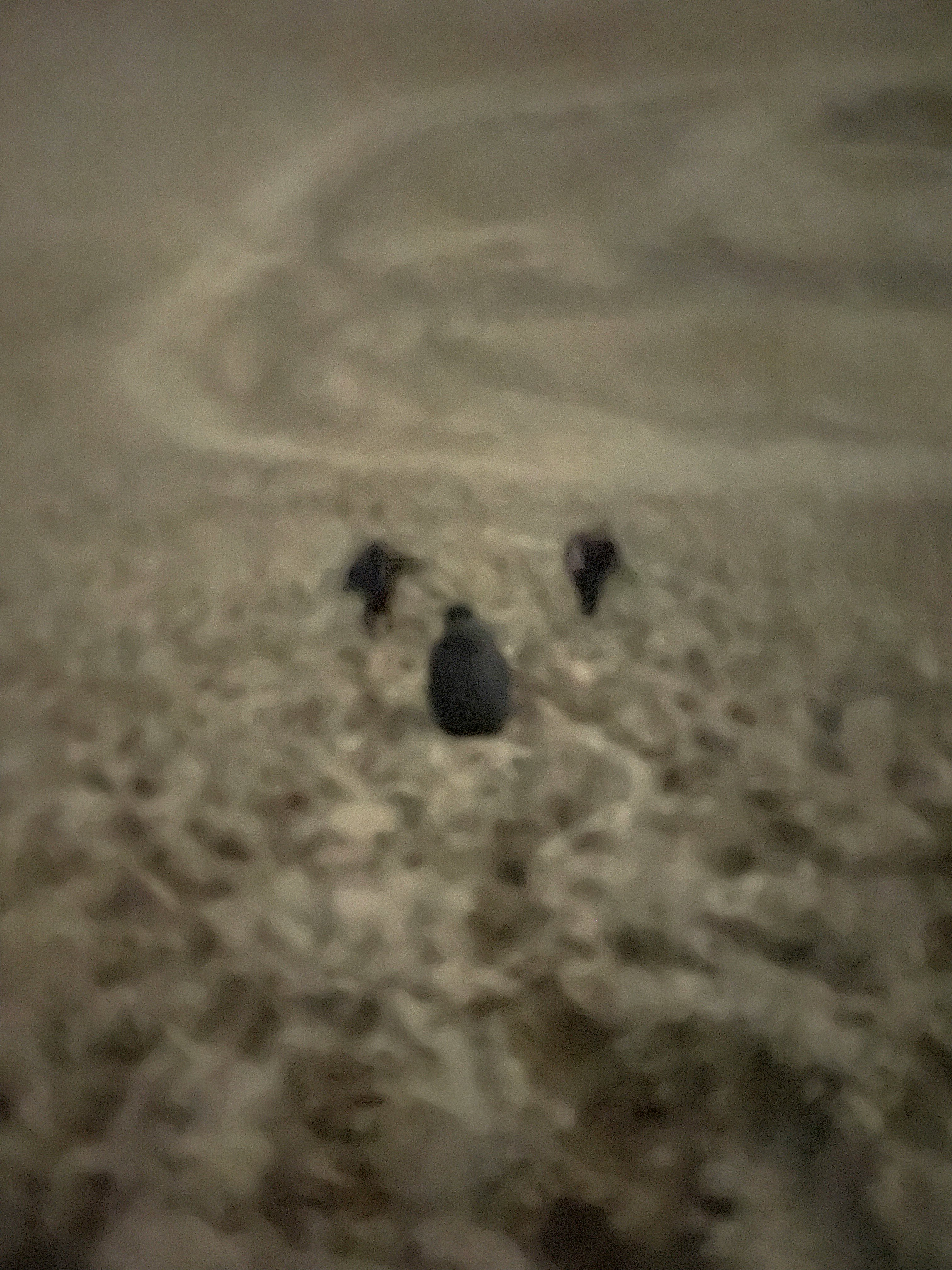 silhouette burung kecil di atas rumput