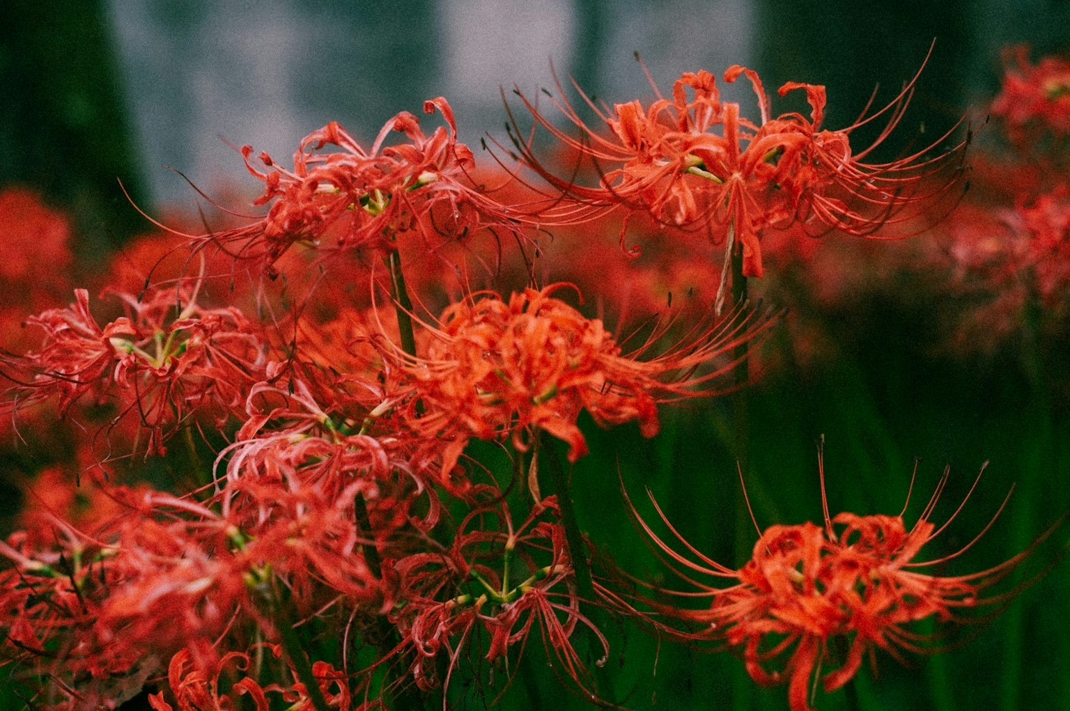 Champ de lys araignées rouges en fleurs