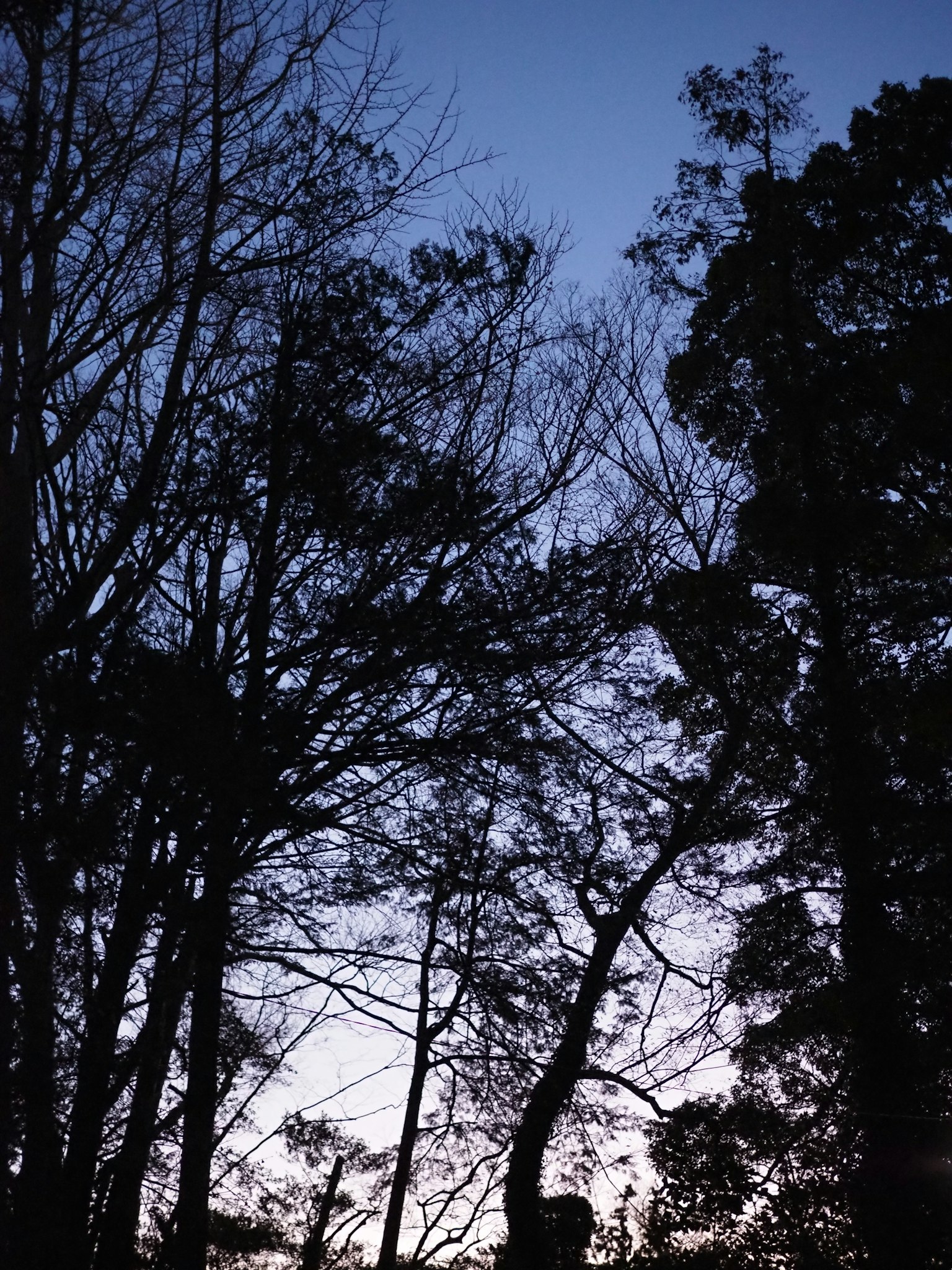 Silhouette von Bäumen gegen einen Dämmerungshimmel