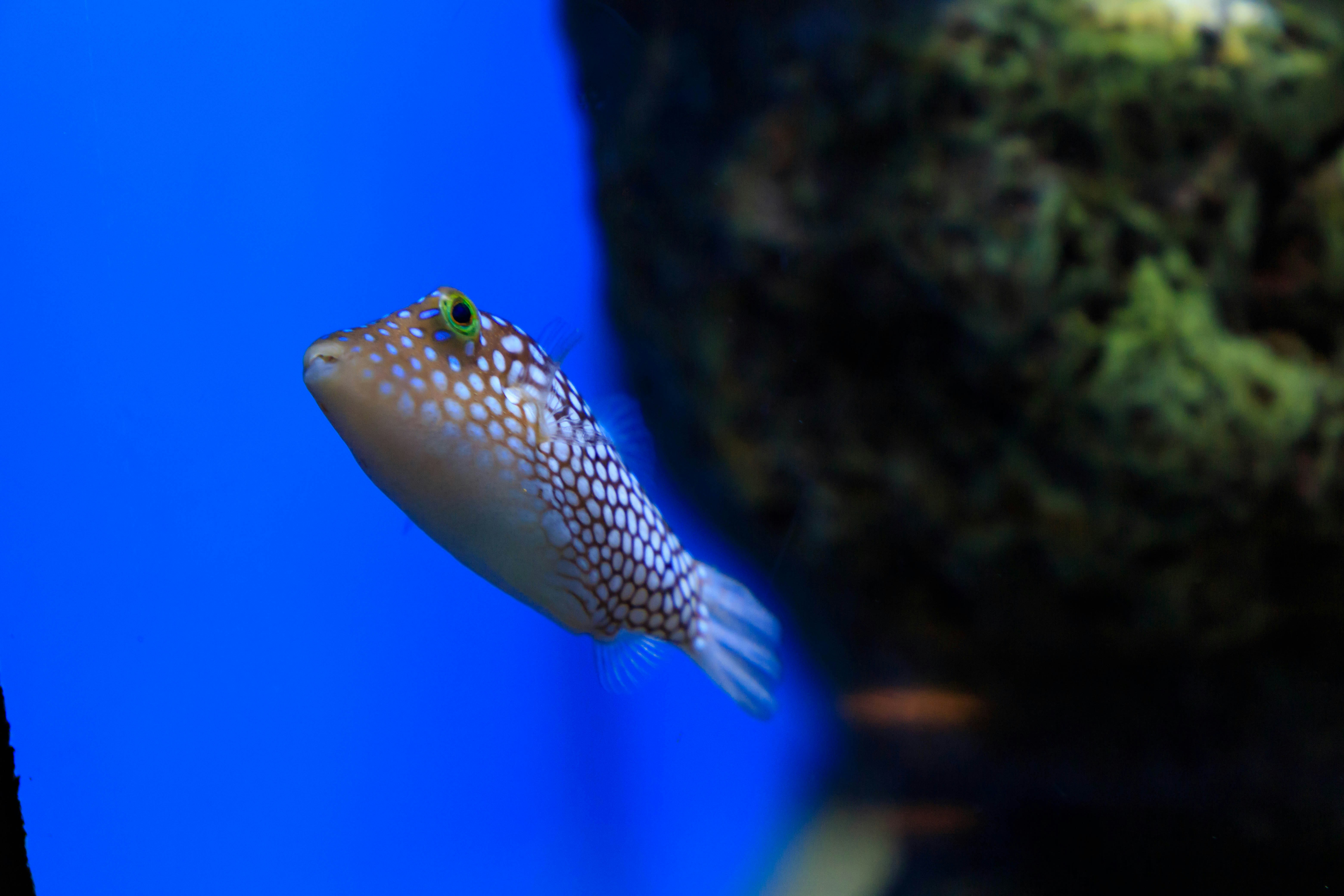 ikan mirip buntal berenang di akuarium biru