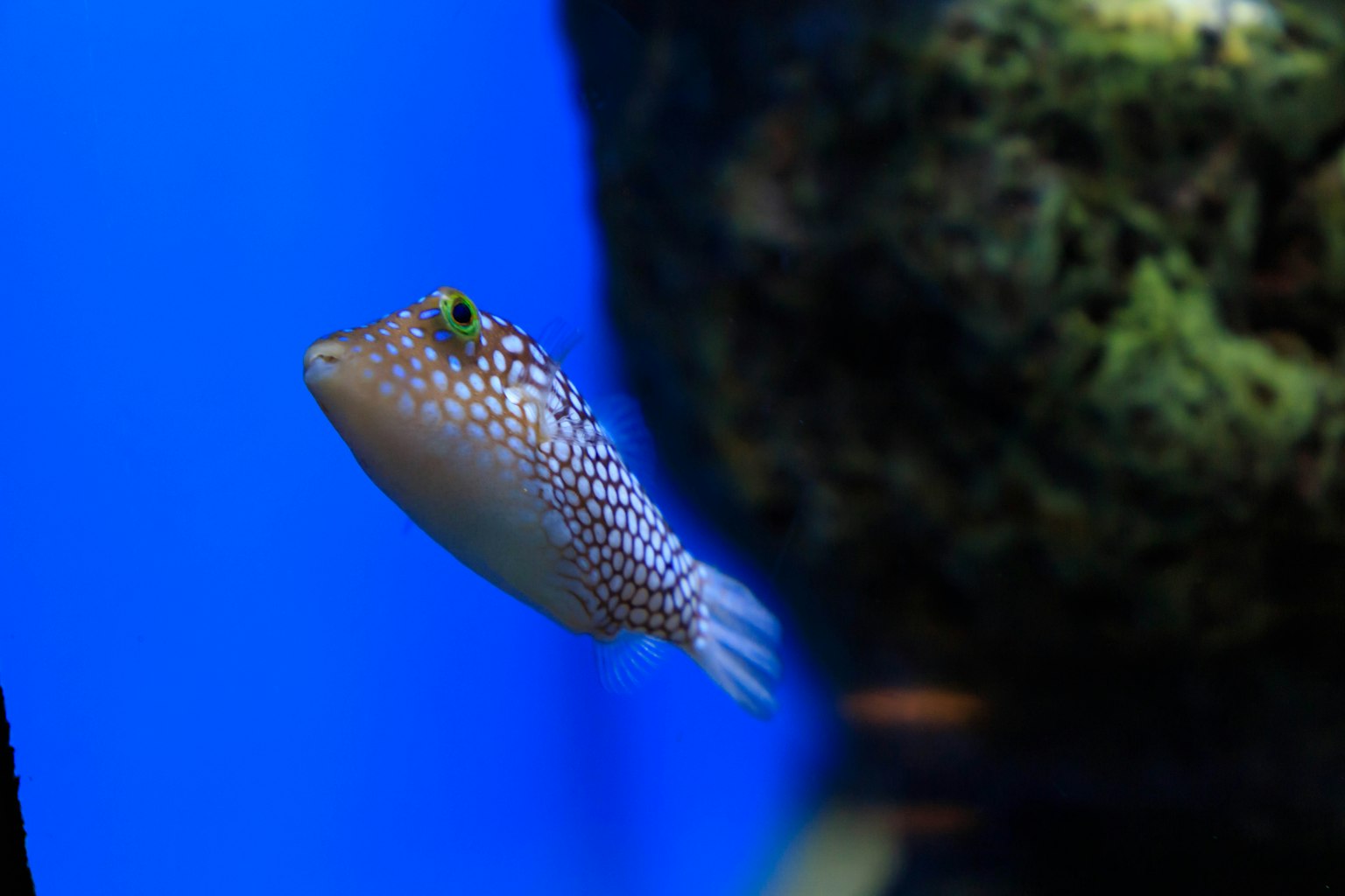 在蓝色水族馆中游动的花纹鱼