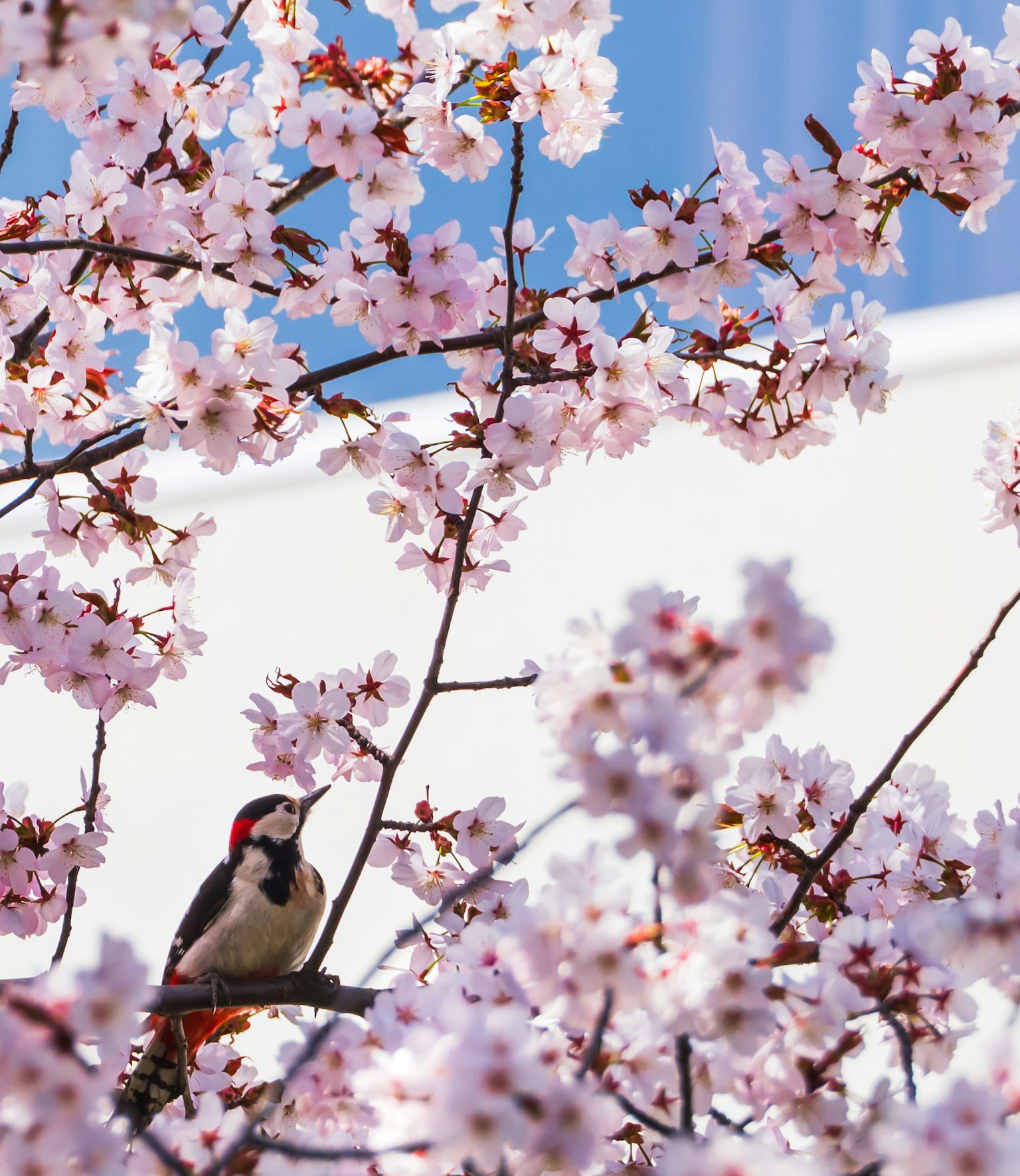 Specht sitzt zwischen Kirschblüten