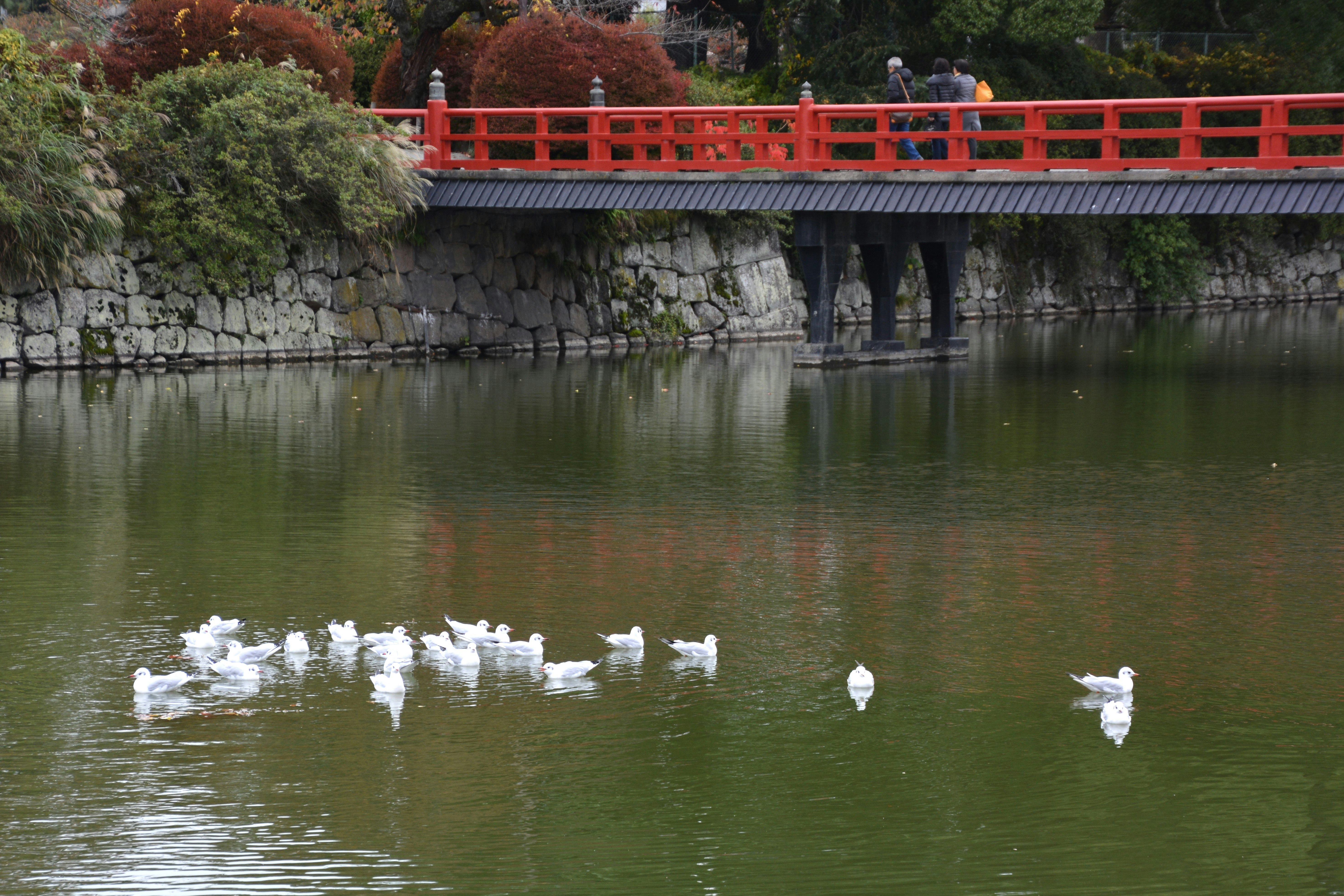 小田原城の堀に浮かぶ白鳥