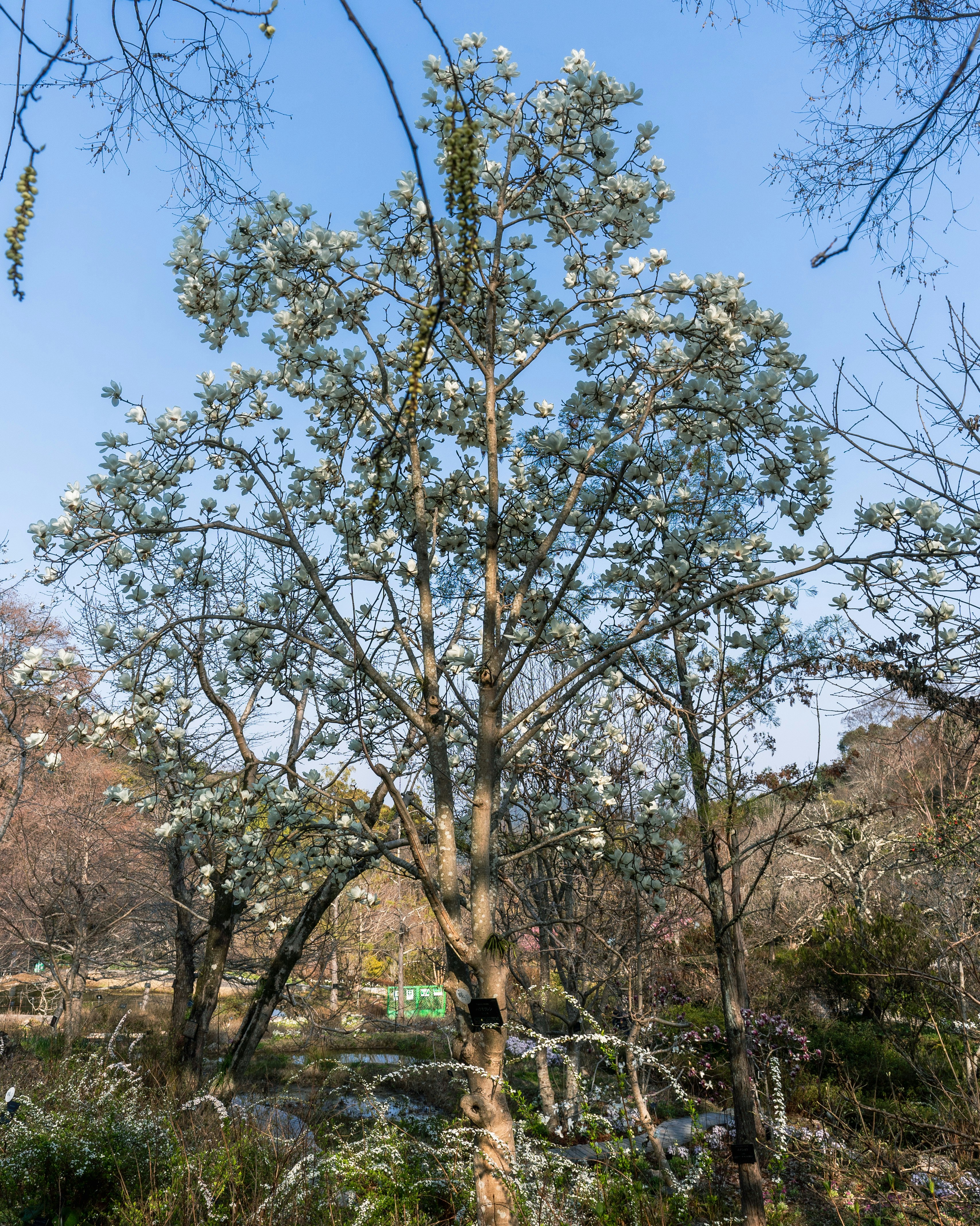 青空の下で咲く若木と春の花のある自然の風景