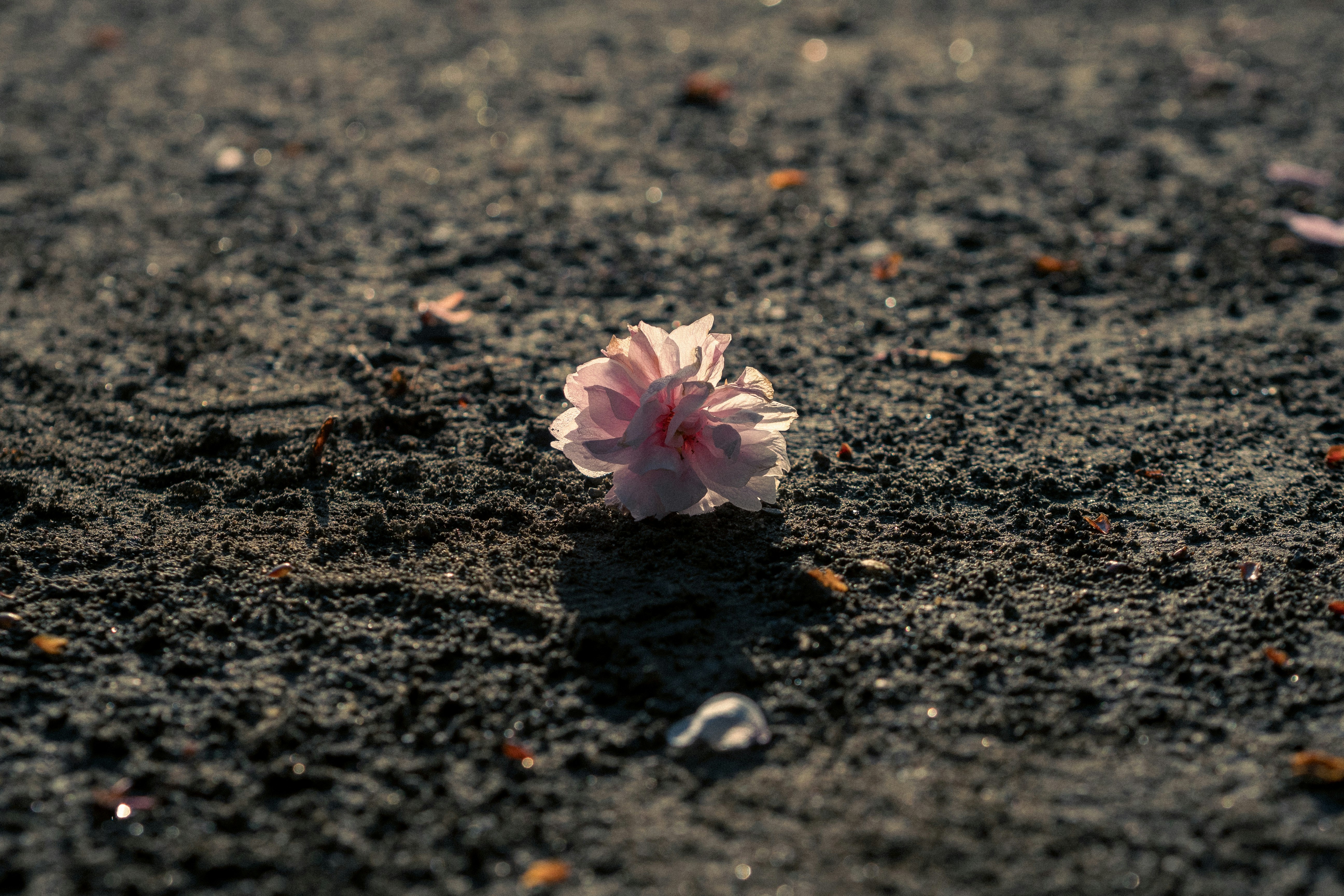 アスファルトの上に落ちた花びらと小さな花