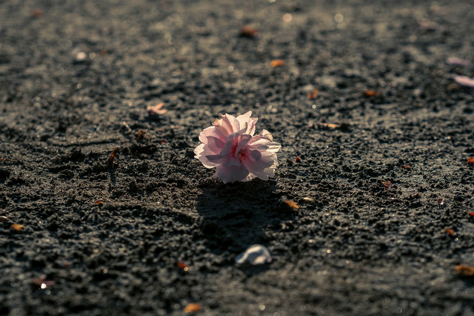 一片粉色花瓣 resting 在黑暗的地面上