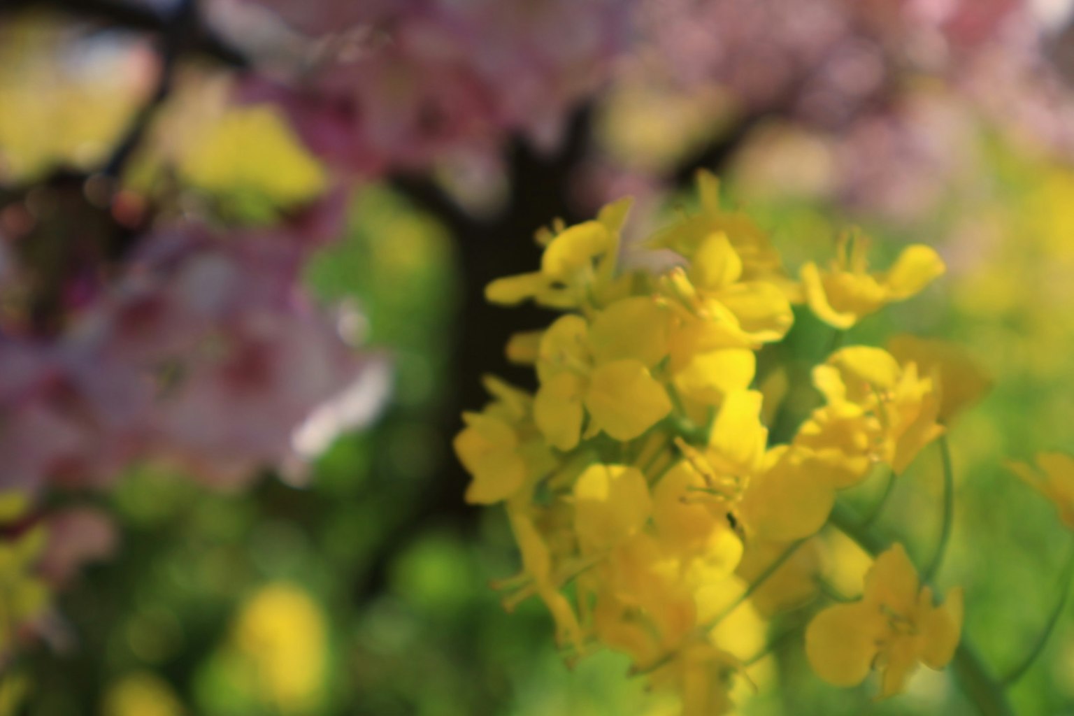 Nahaufnahme von lebhaften gelben Blumen mit einem unscharfen Kirschbaum im Hintergrund
