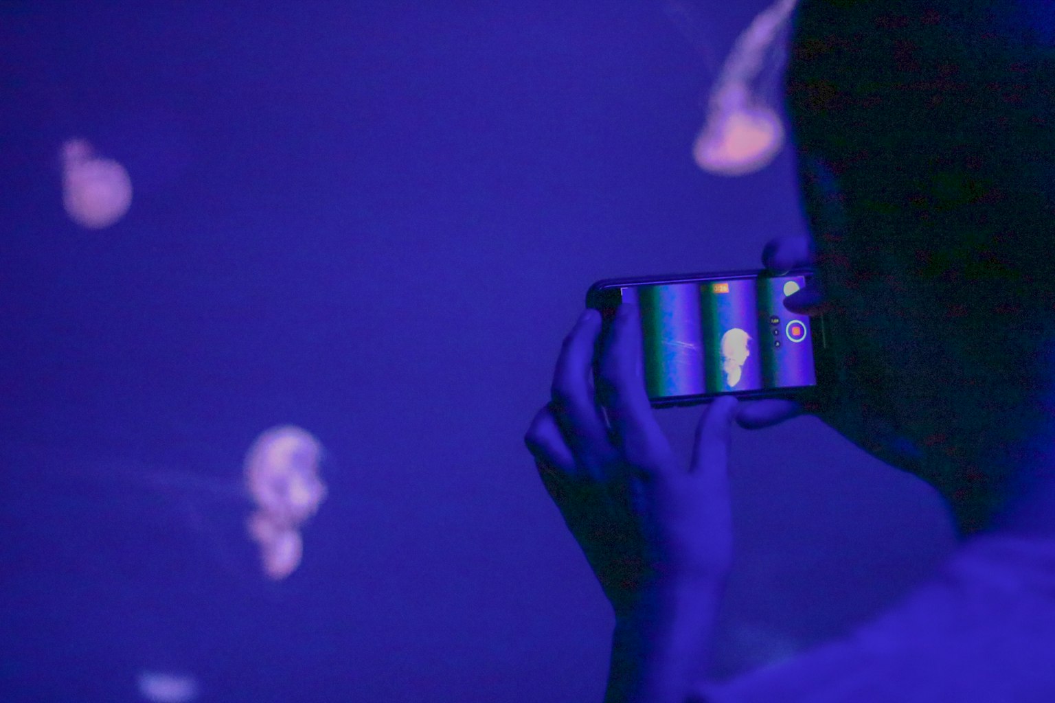Silhouette d'une personne prenant une photo de méduses dans une eau violette
