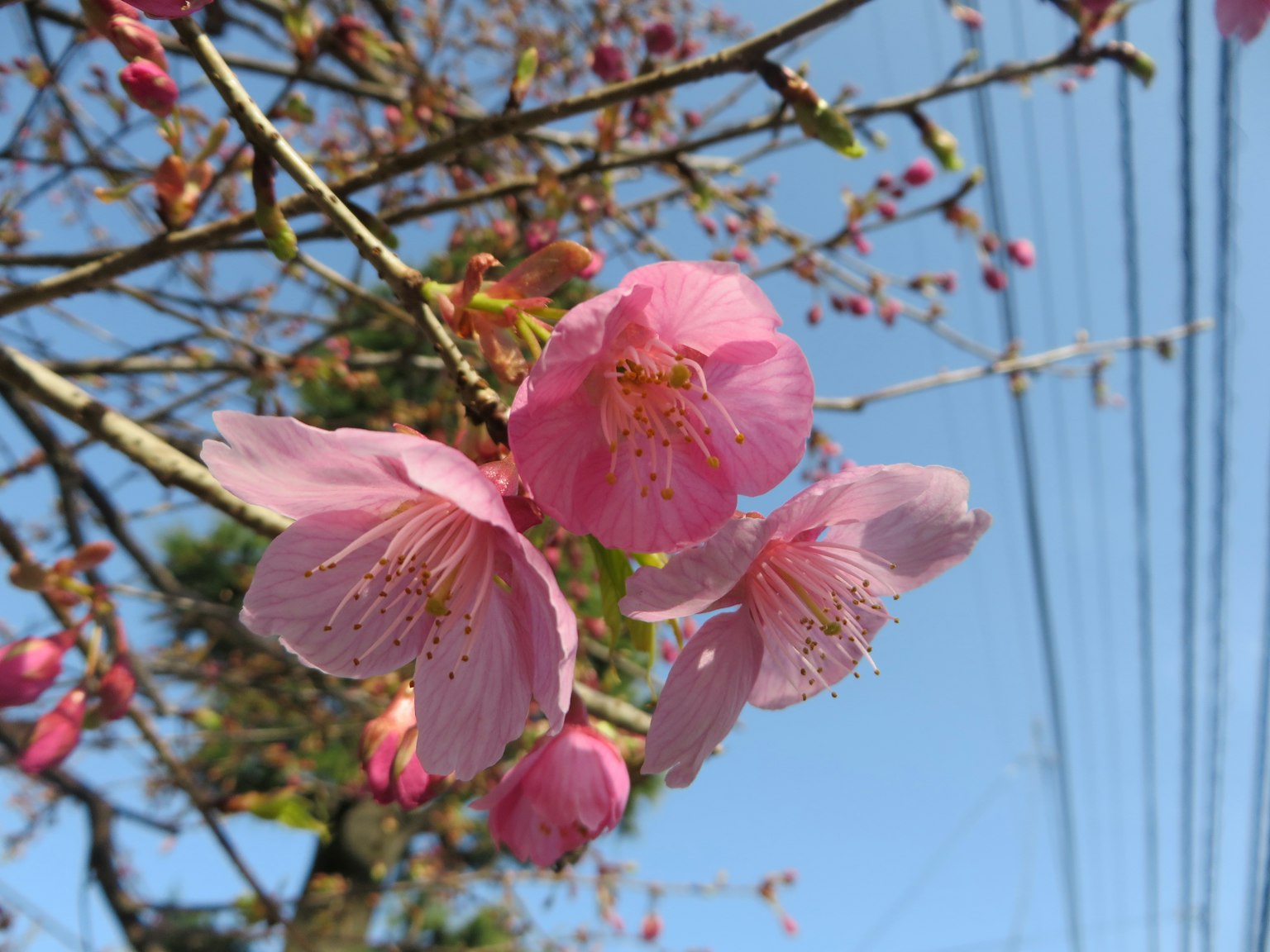 蓝天下盛开的粉色樱花