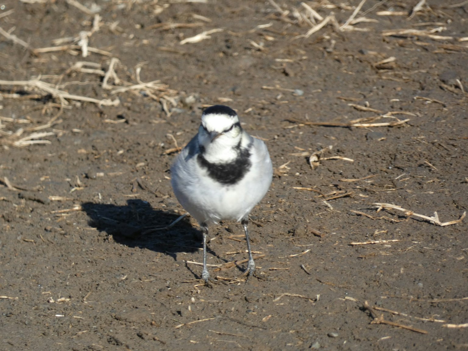 A small bird with black and white feathers standing on the ground