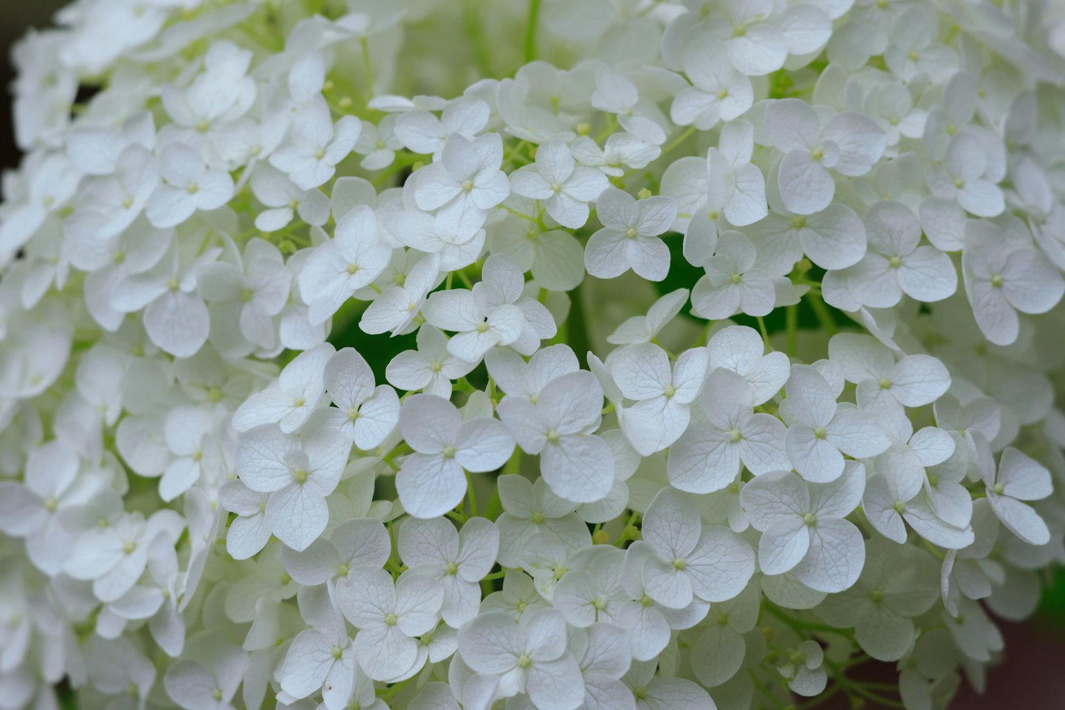 Nahaufnahme von schönen weißen Blumen, die zusammengeklumpt sind