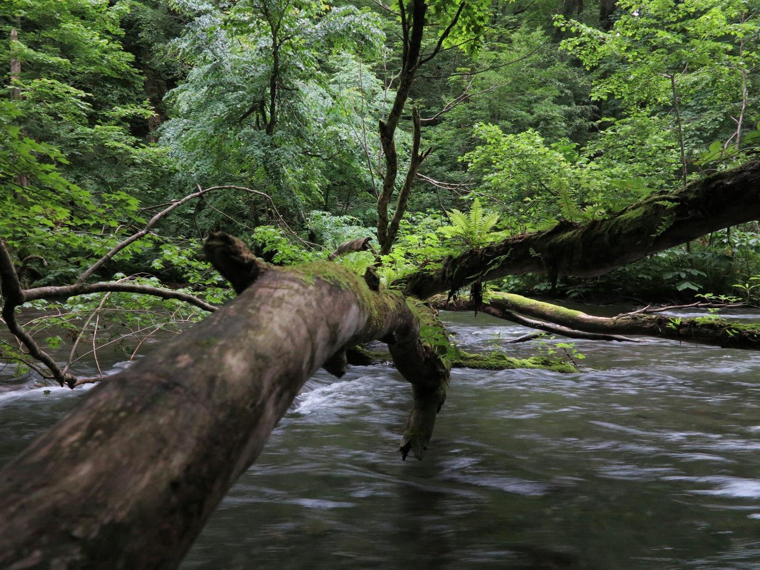 Pohon tumbang di atas sungai di hutan yang rimbun