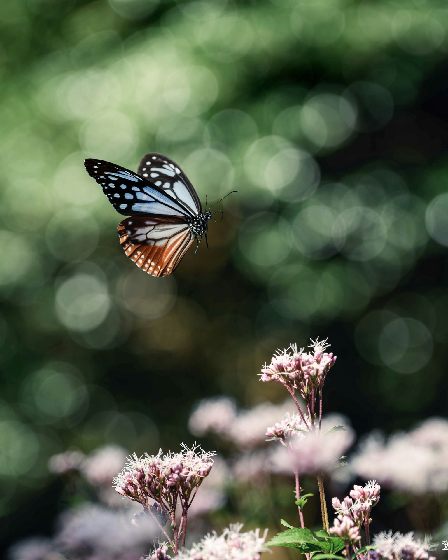 青い蝶が花の上を飛んでいる美しい風景