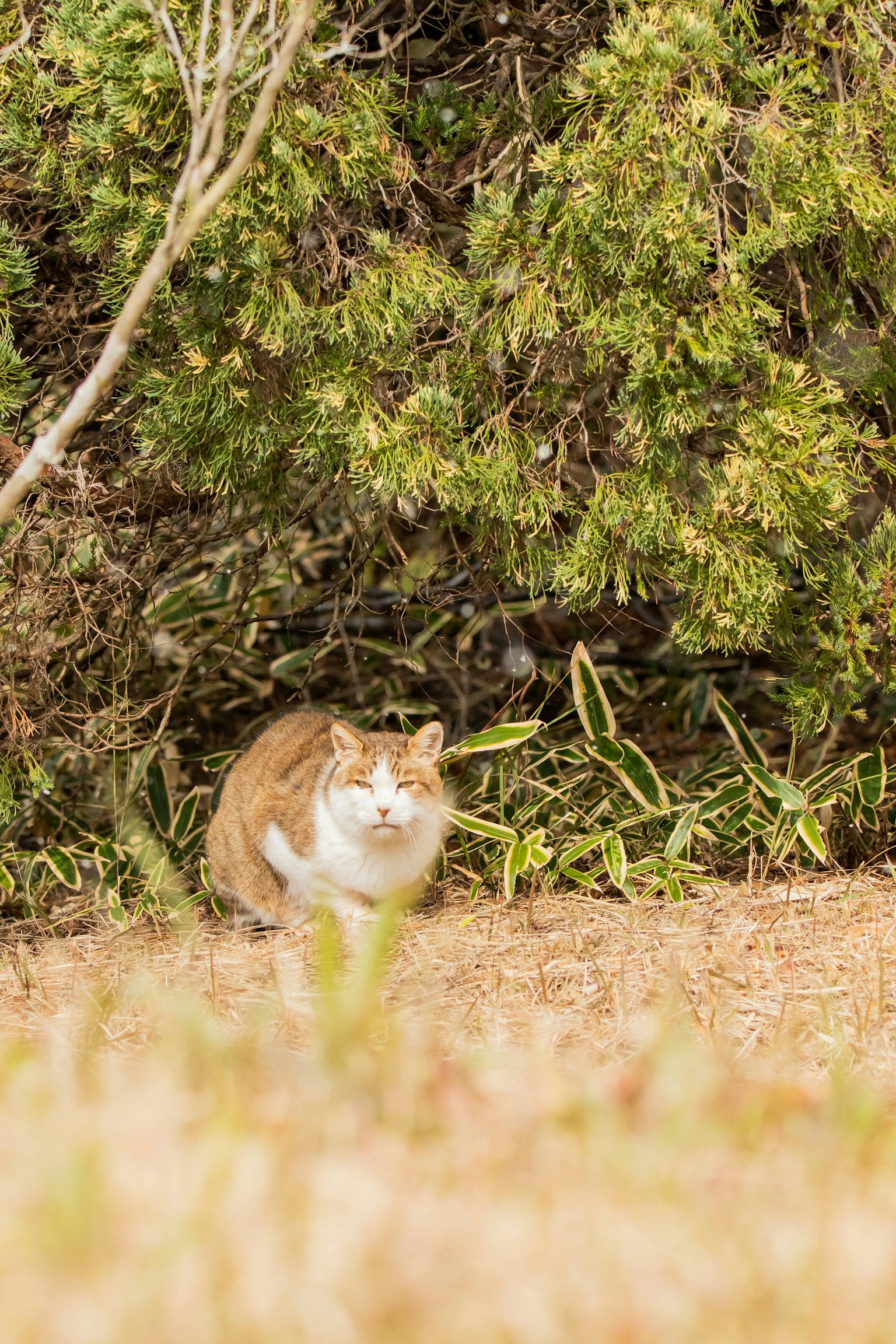 Seekor kucing duduk di rumput dekat semak-semak