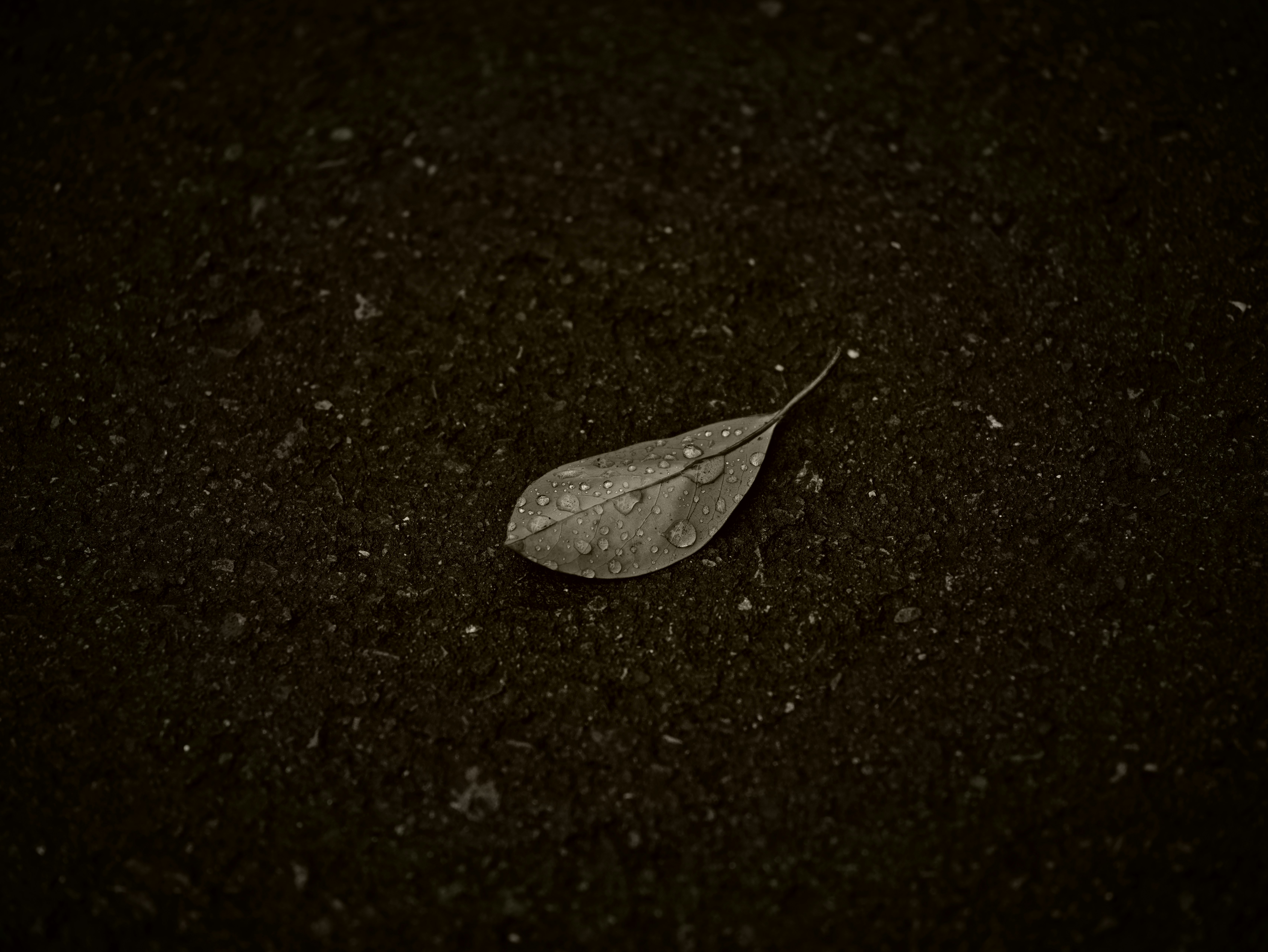 Ein Blatt liegt auf nassem Boden nach dem Regen