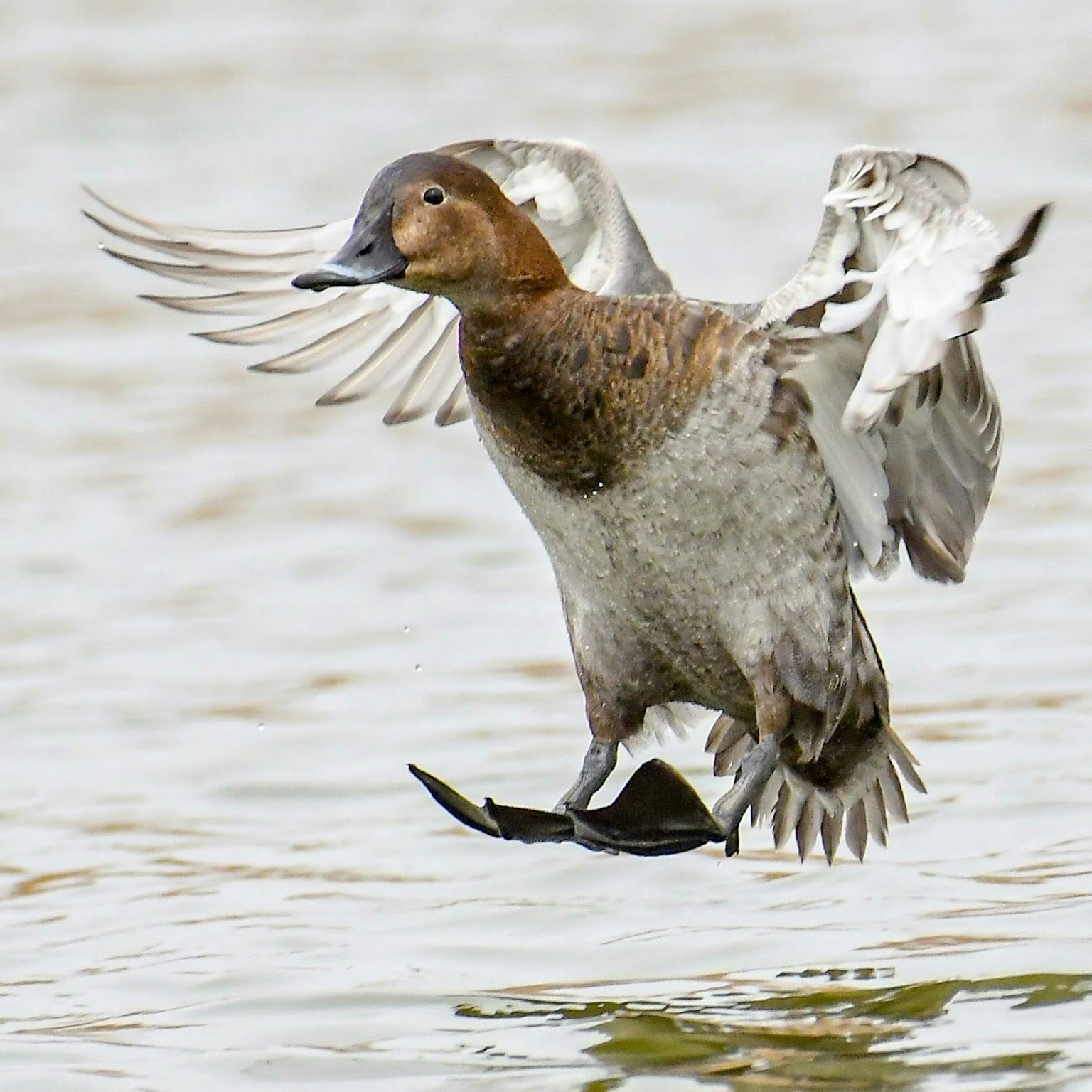 A duck taking off from the water with wings spread
