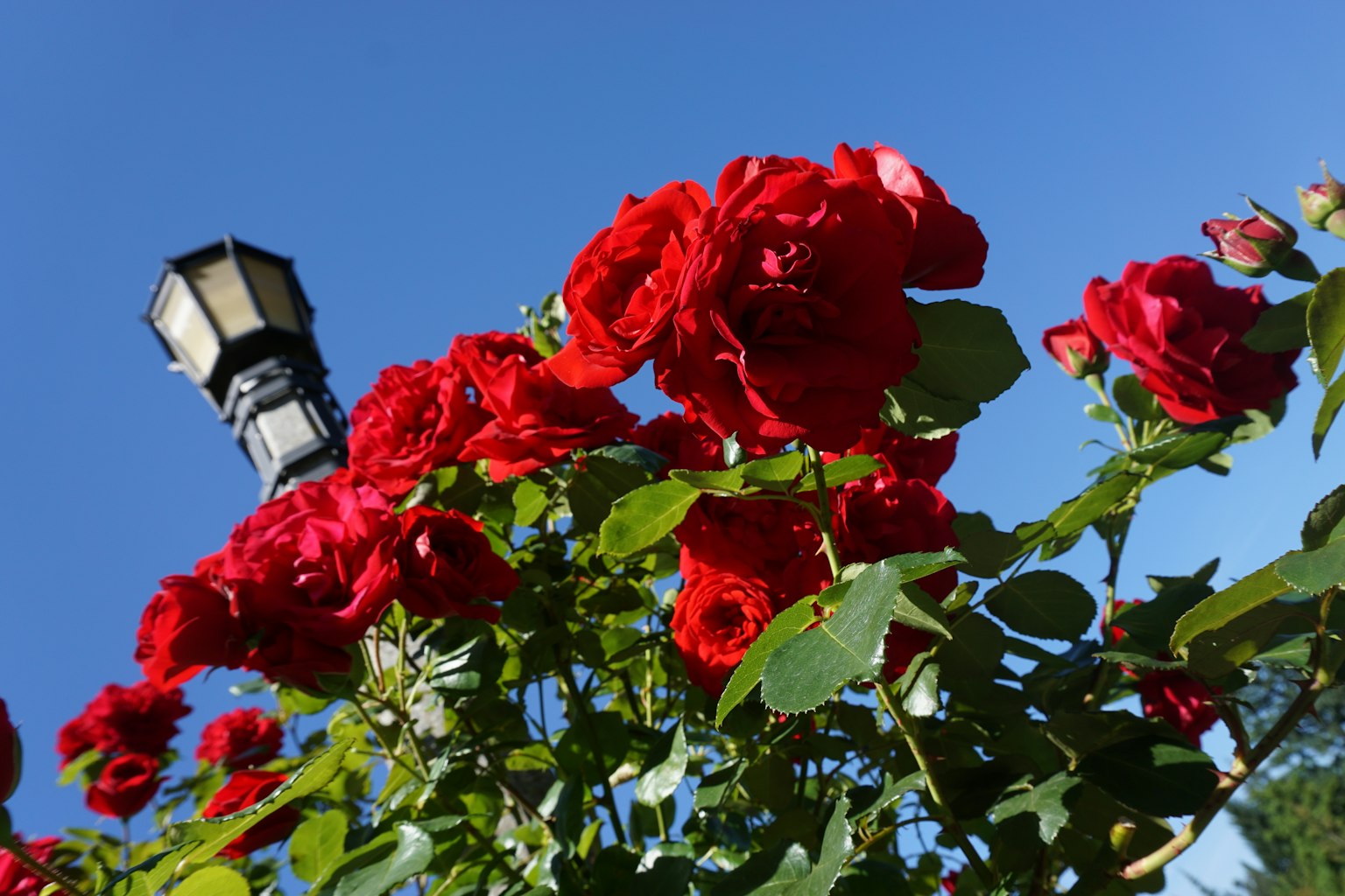 Rose rosse vivaci con un lampione contro un cielo blu chiaro