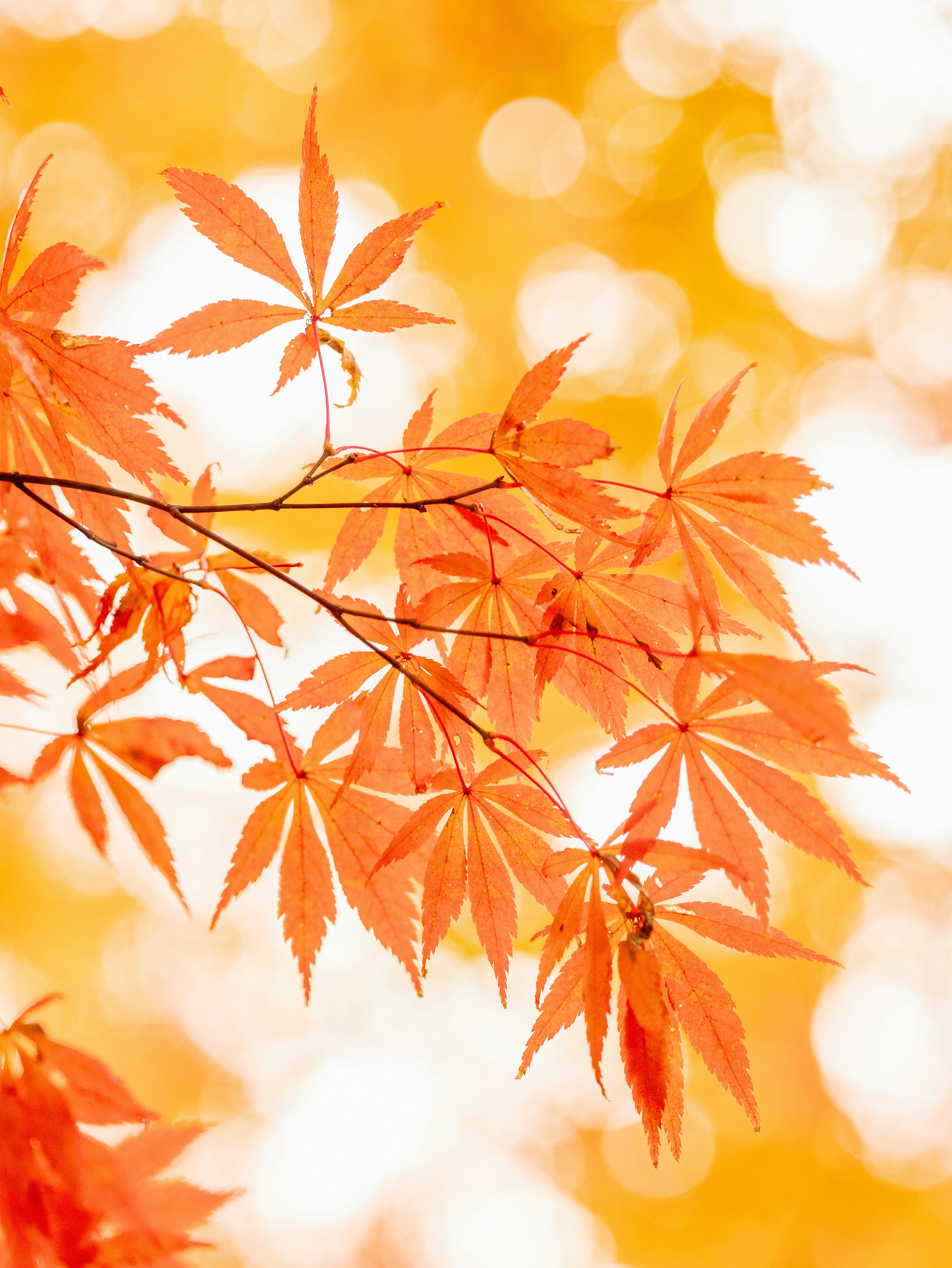 オレンジの紅葉が舞い散るように広がる背景の画像