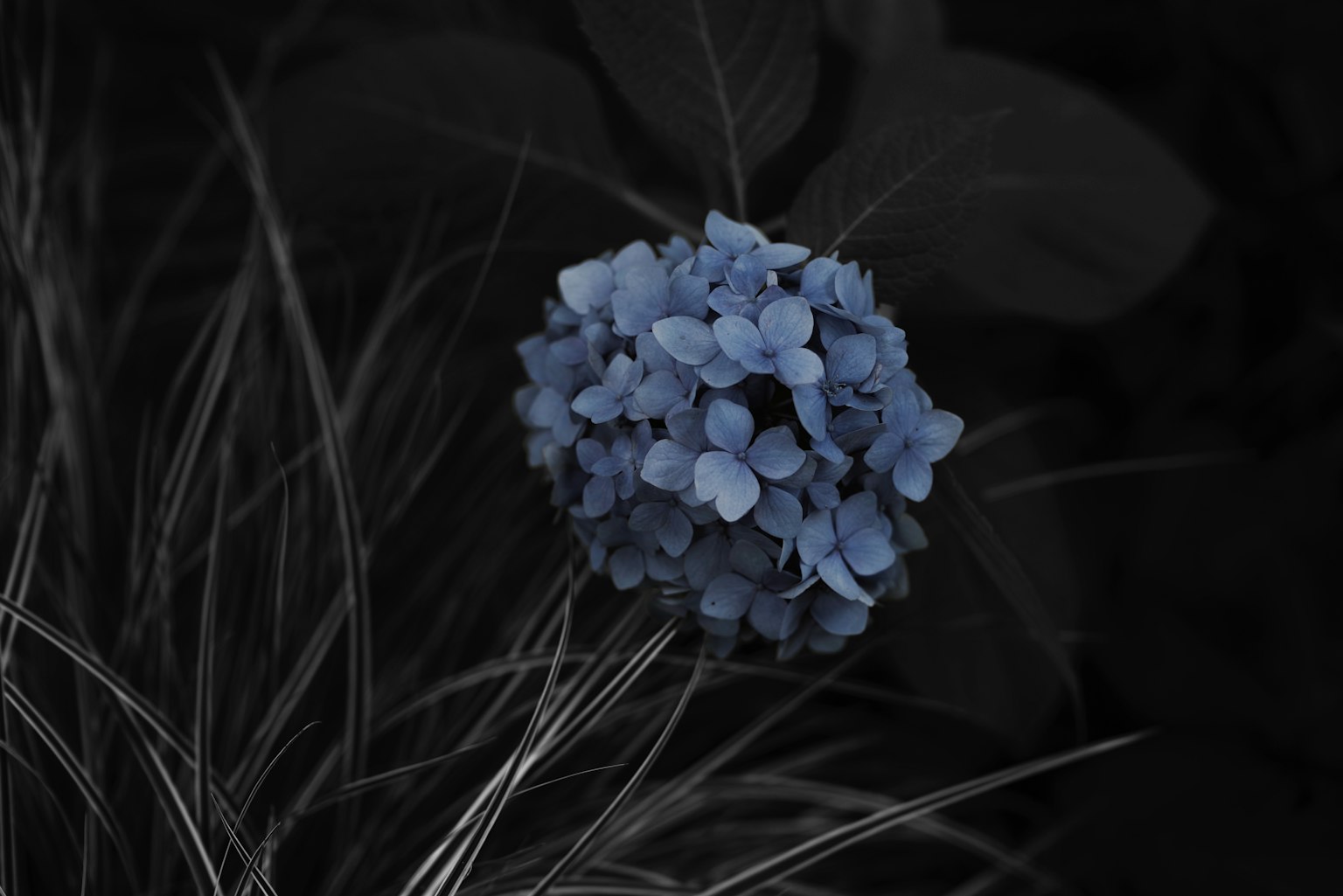 Eine blaue Blume hebt sich vor einem dunklen Hintergrund ab und schafft einen auffälligen Kontrast