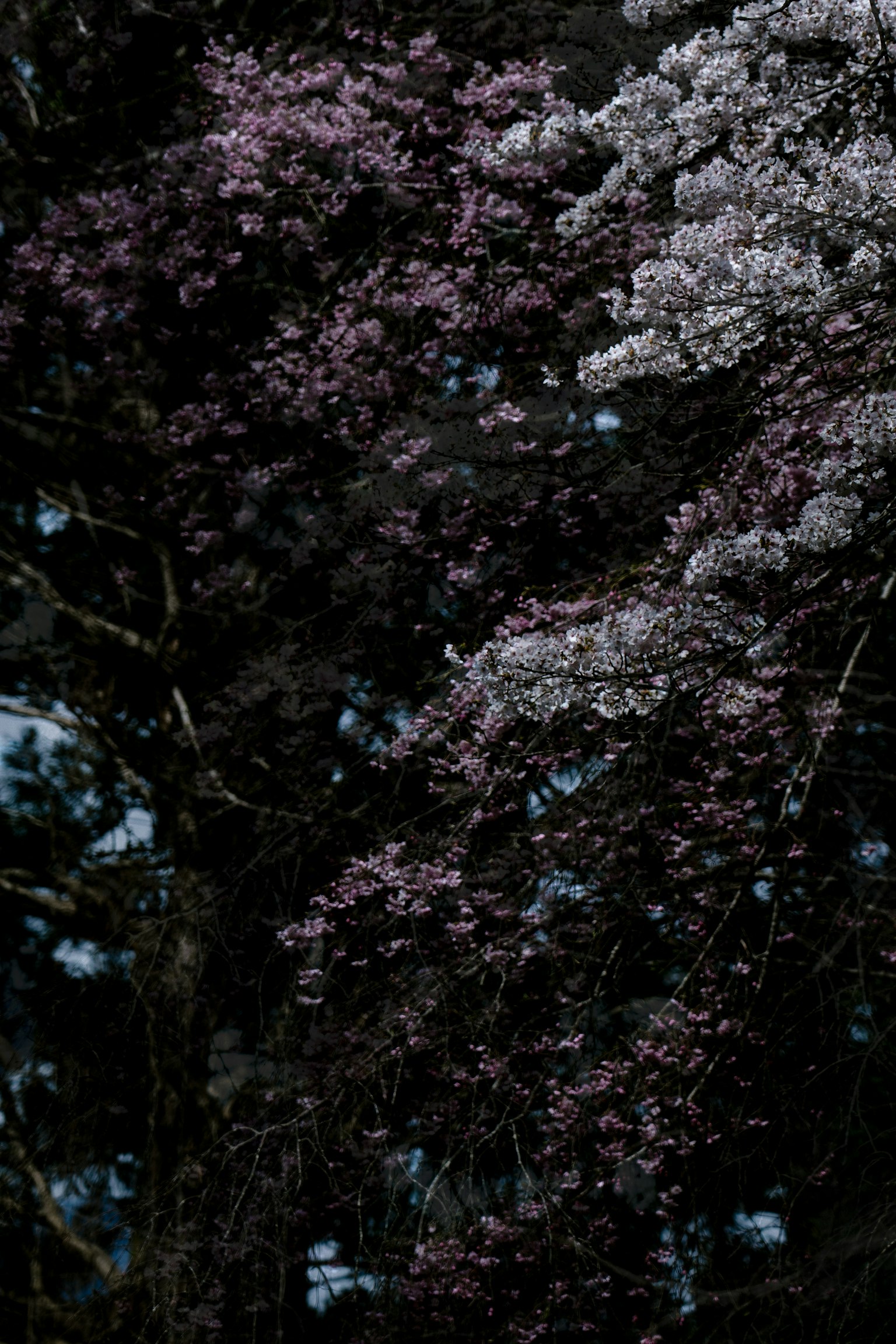 樹枝上盛開紫色和白色花朵的暗背景
