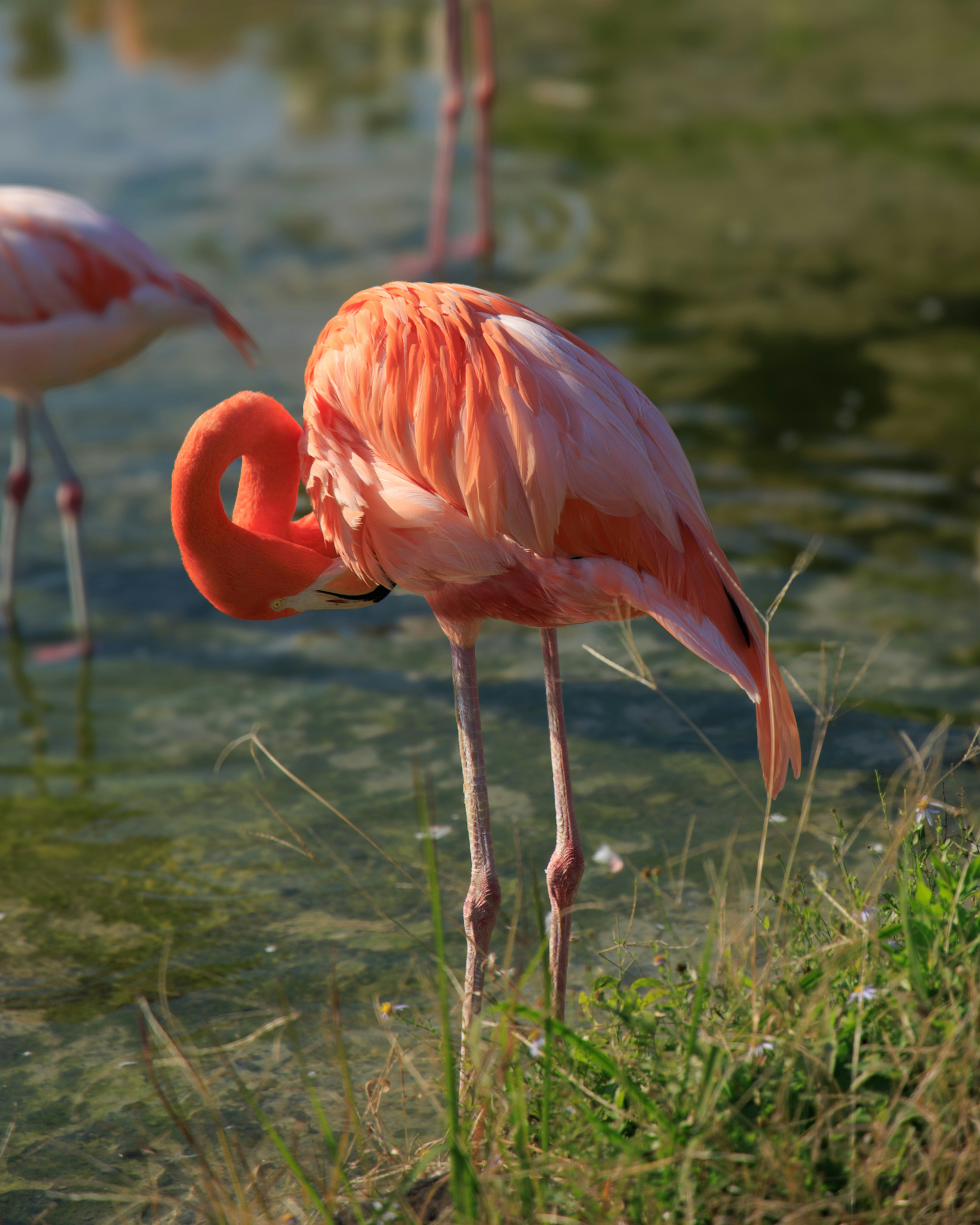 Flamingo preening on grassy lakeside