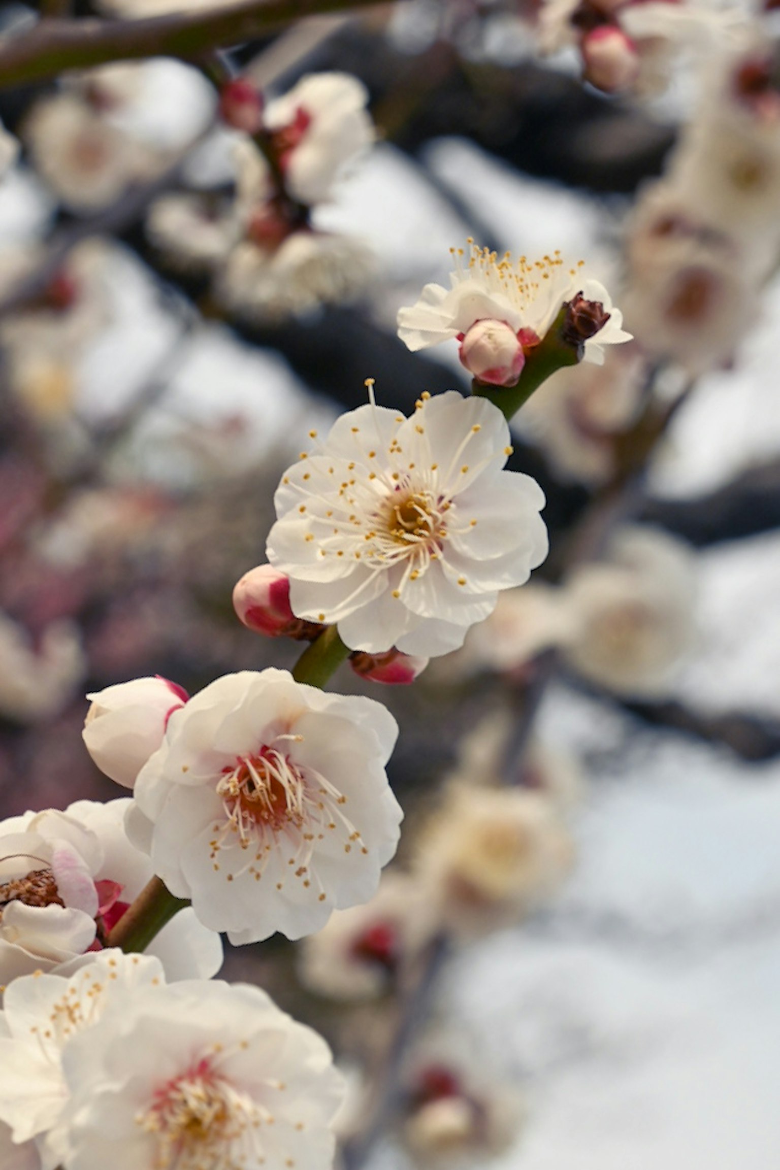 Nahaufnahme von weißen Pflaumenblüten an einem Ast