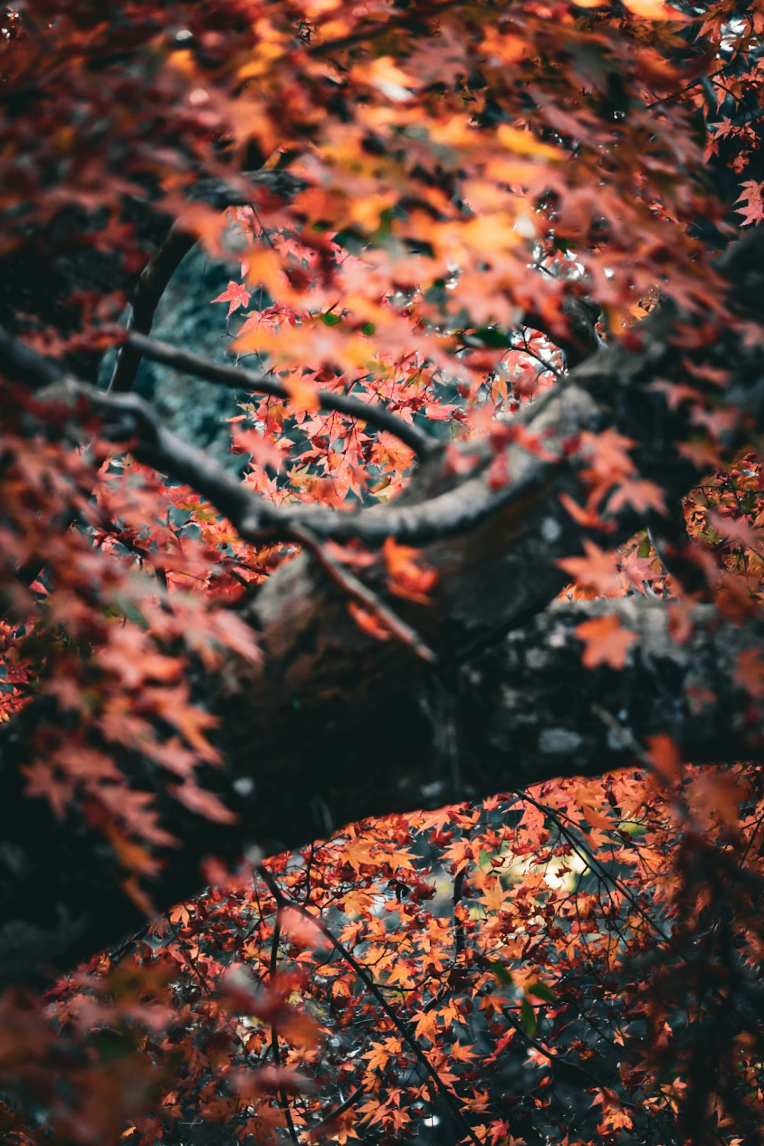 Scenic view of rocks surrounded by autumn foliage