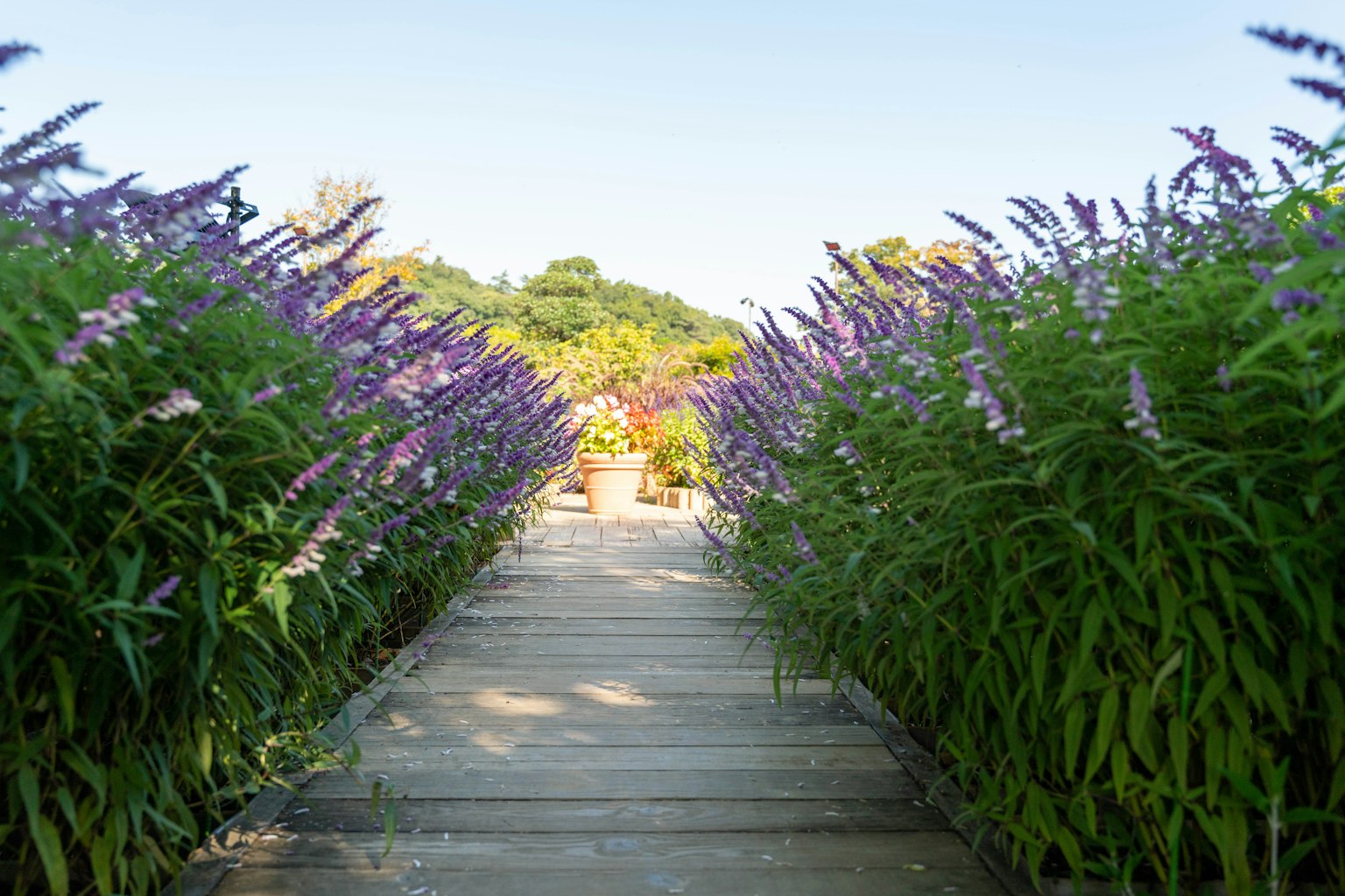 Sentier bordé de fleurs violettes dans un jardin
