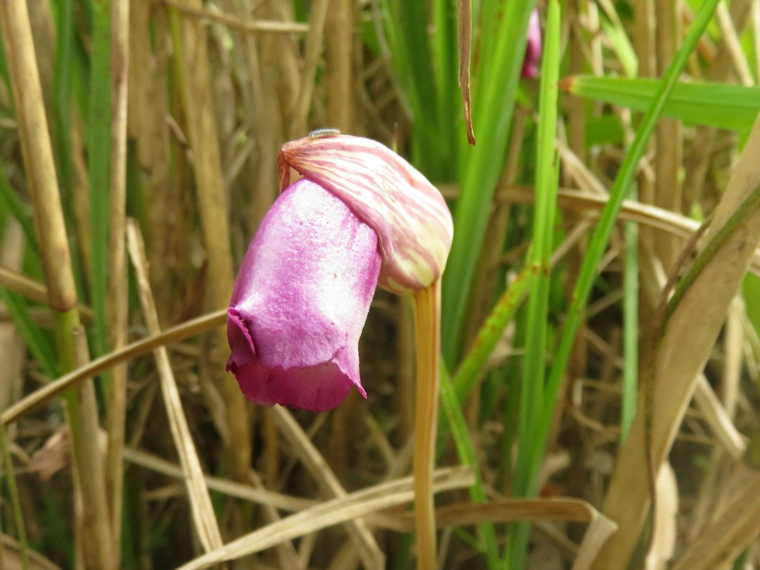 Bocciolo di fiore viola tra l'erba verde