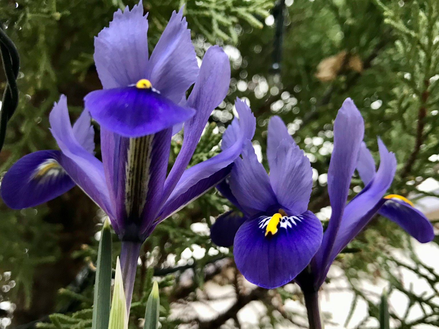 Fleurs d'iris violettes vibrantes en fleurs dans un jardin