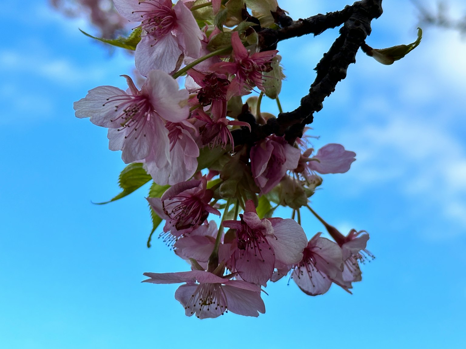 Primo piano di fiori di ciliegio contro un cielo blu