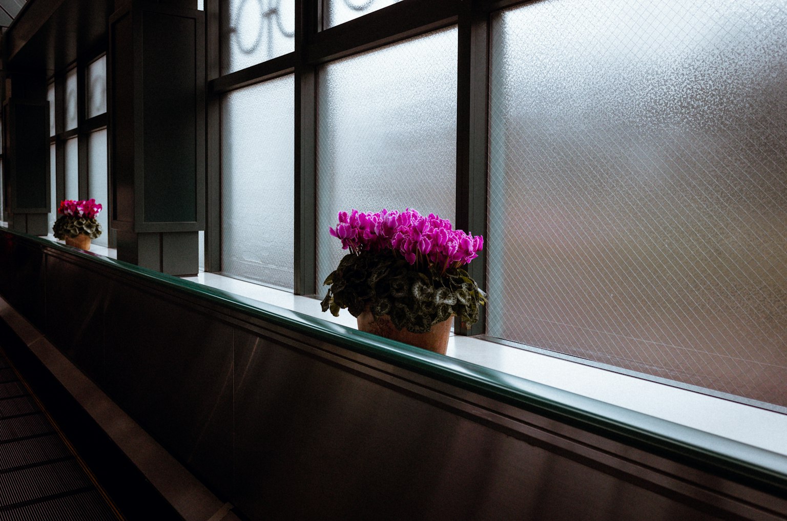 Lebendige rosa Blumen in einem Topf neben einem frostigen Fenster