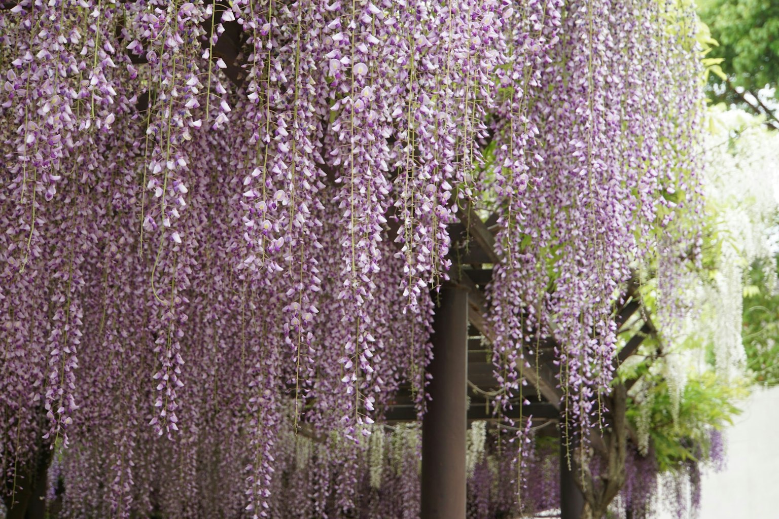 Un paysage avec des fleurs de glycines violettes en cascade