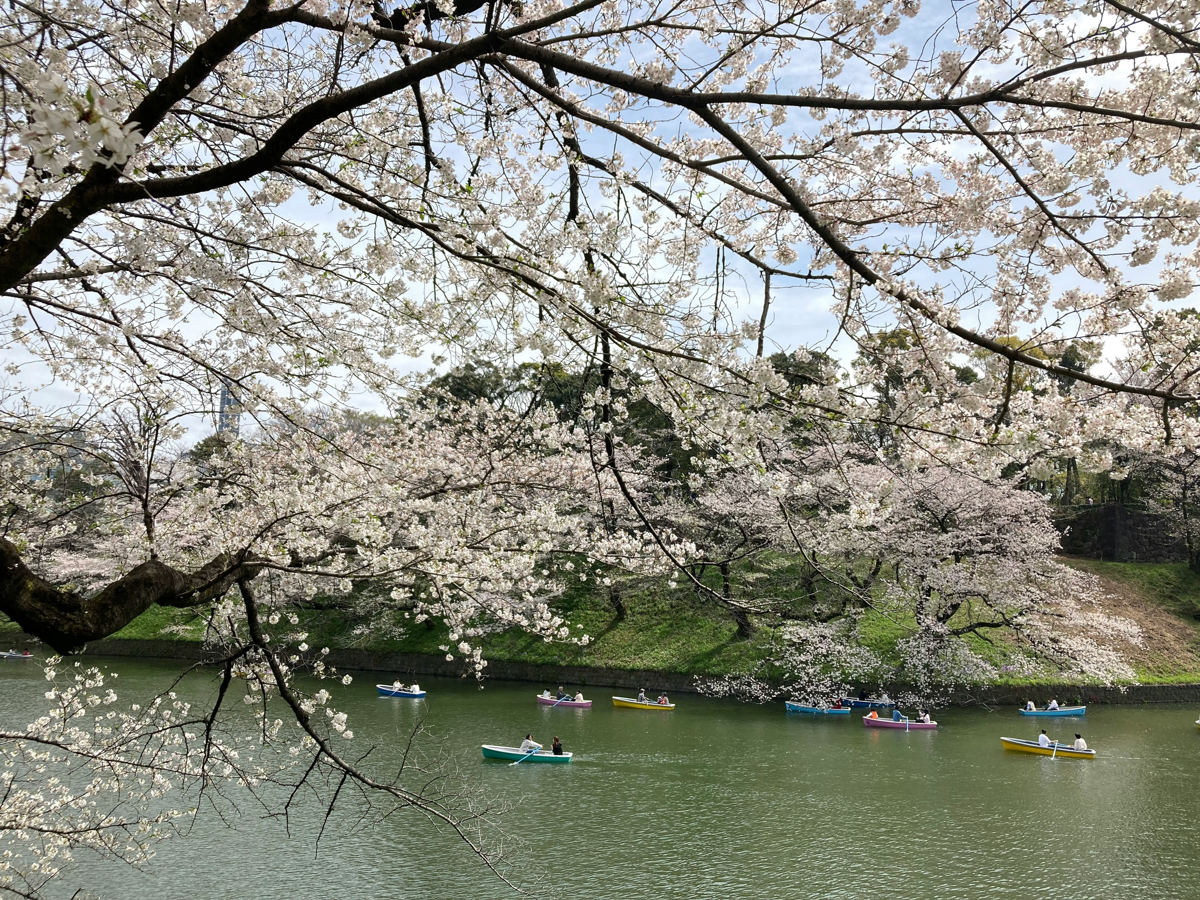 桜の枝と池に浮かぶボートのある風景