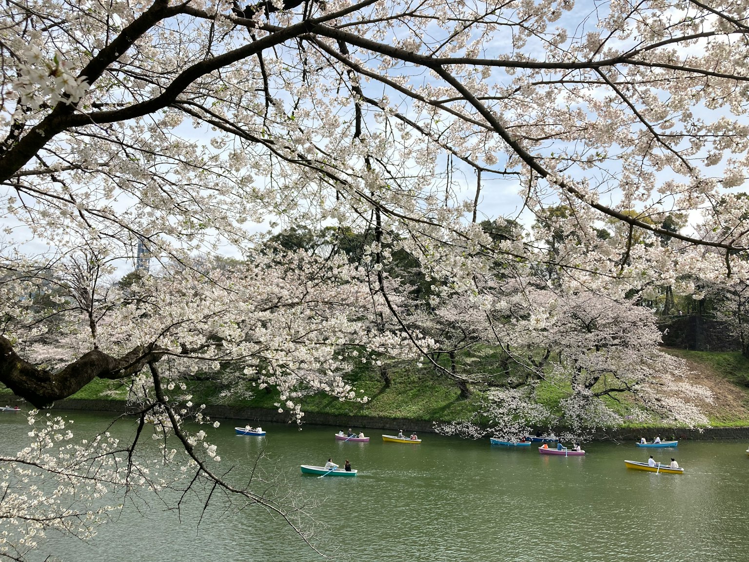 櫻花樹下湖面上划船的人的風景